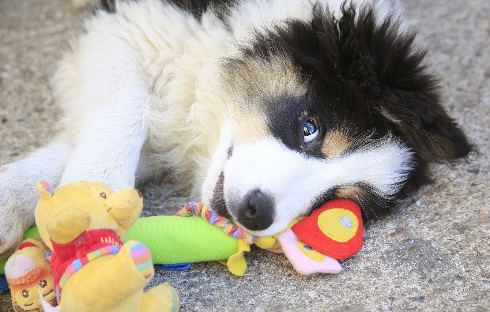 Canon EOS 5D Mark III sample photo. Dog, hair, animal photography