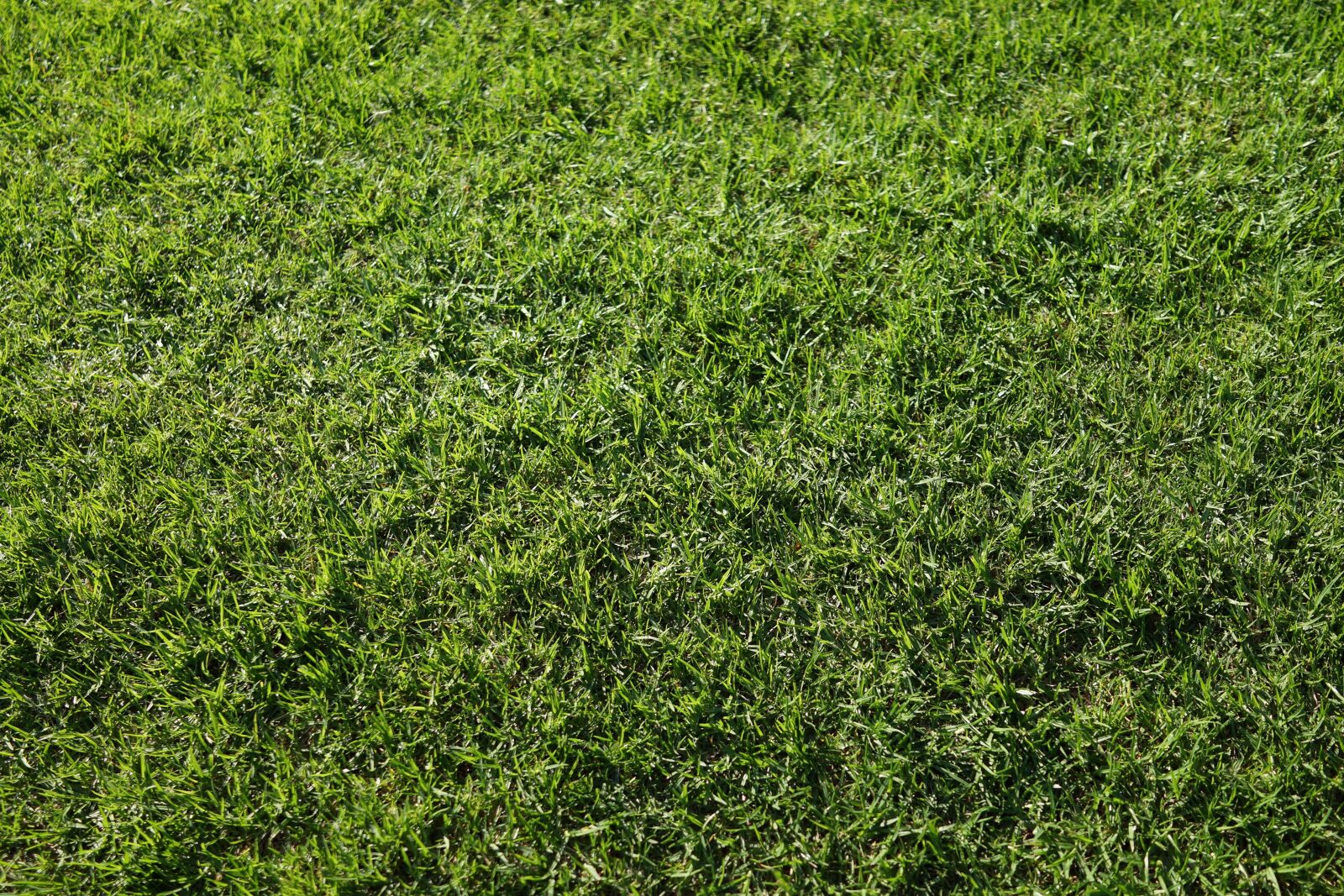 Sony Cyber-shot DSC-RX1R sample photo. Green grass, abstract, background photography
