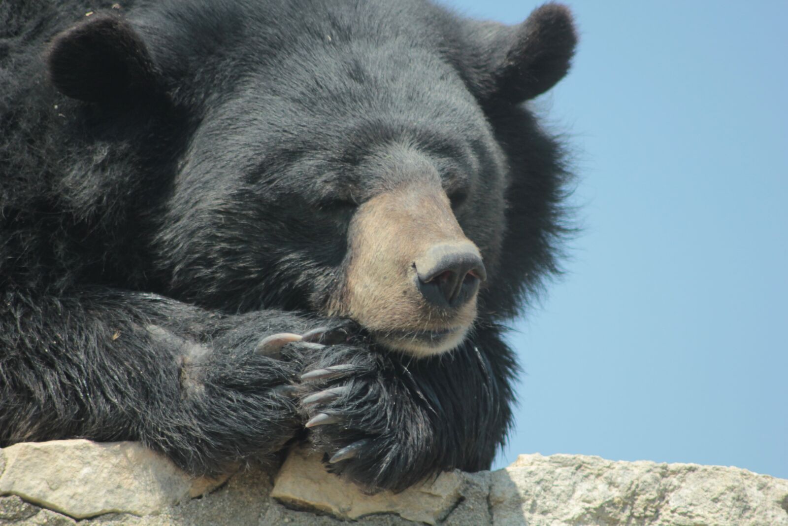 Canon EOS 550D (EOS Rebel T2i / EOS Kiss X4) sample photo. Bear, quiet, black photography