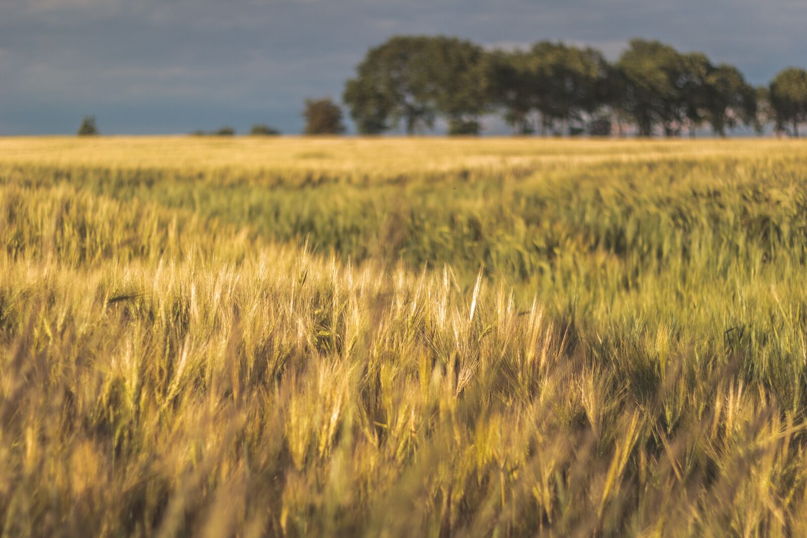 Canon EOS 60D sample photo. Field, land, cereals photography