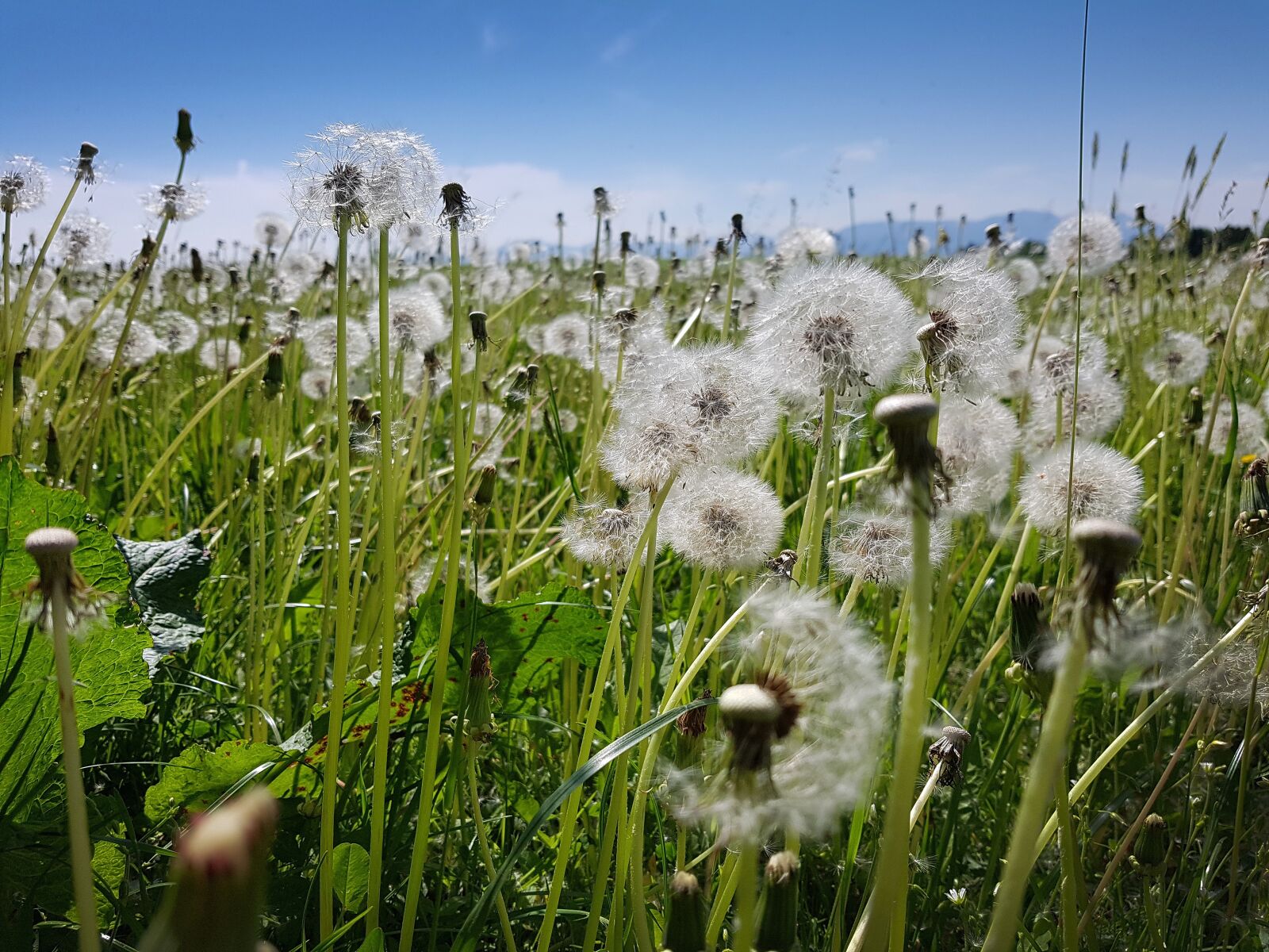 Samsung Galaxy S7 Edge sample photo. Dandelion, meadow, spring photography