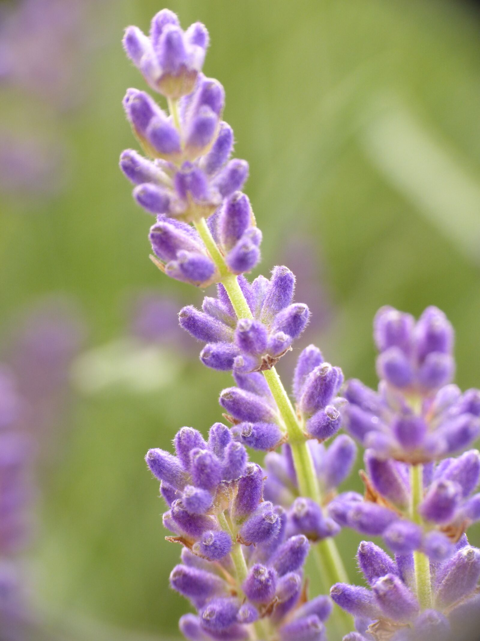 Panasonic DMC-FZ62 sample photo. Lavender, plant, purple photography
