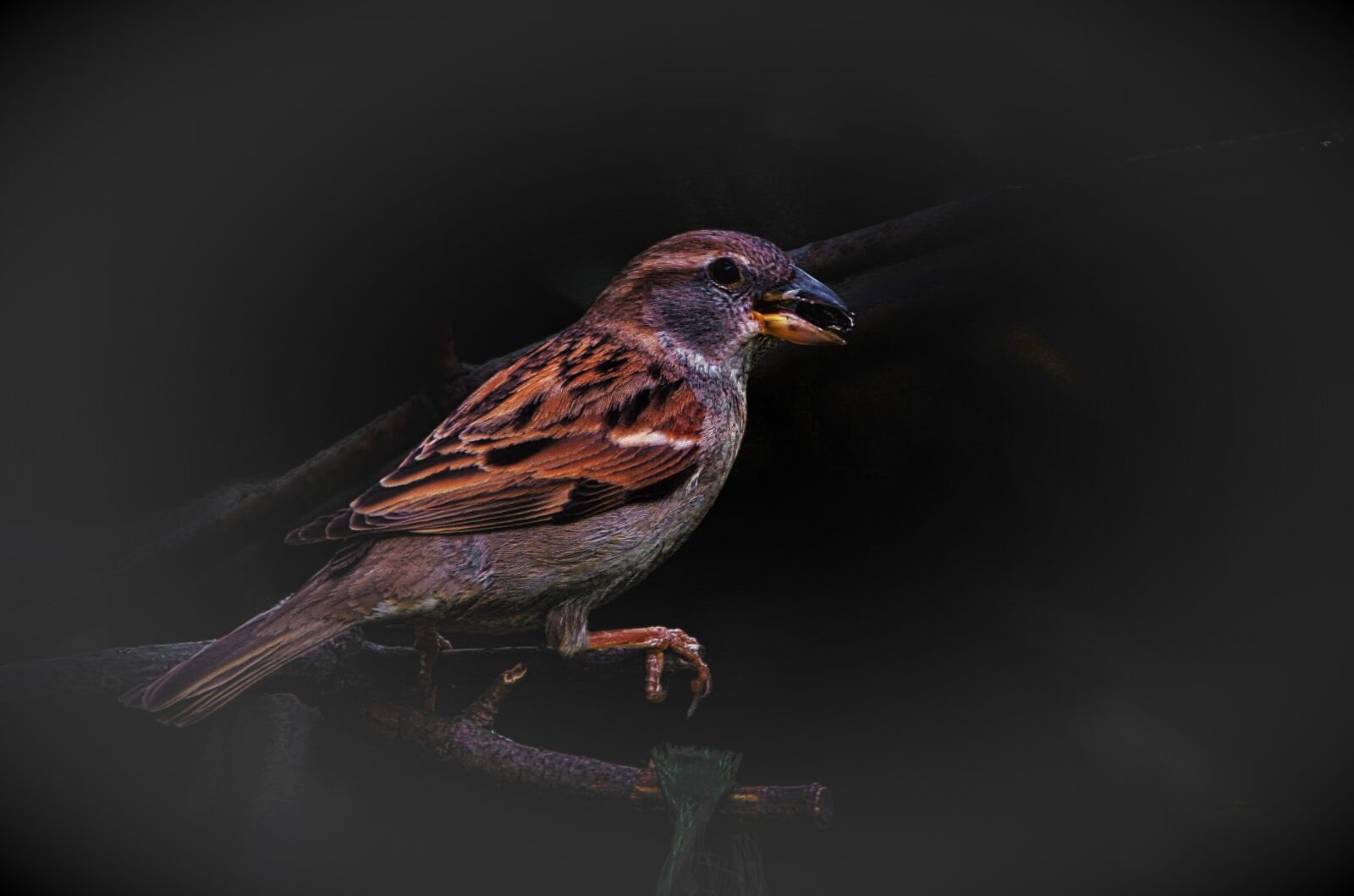 Canon EOS 7D + Tamron SP 150-600mm F5-6.3 Di VC USD sample photo. Sparrow, house sparrow, plumage photography