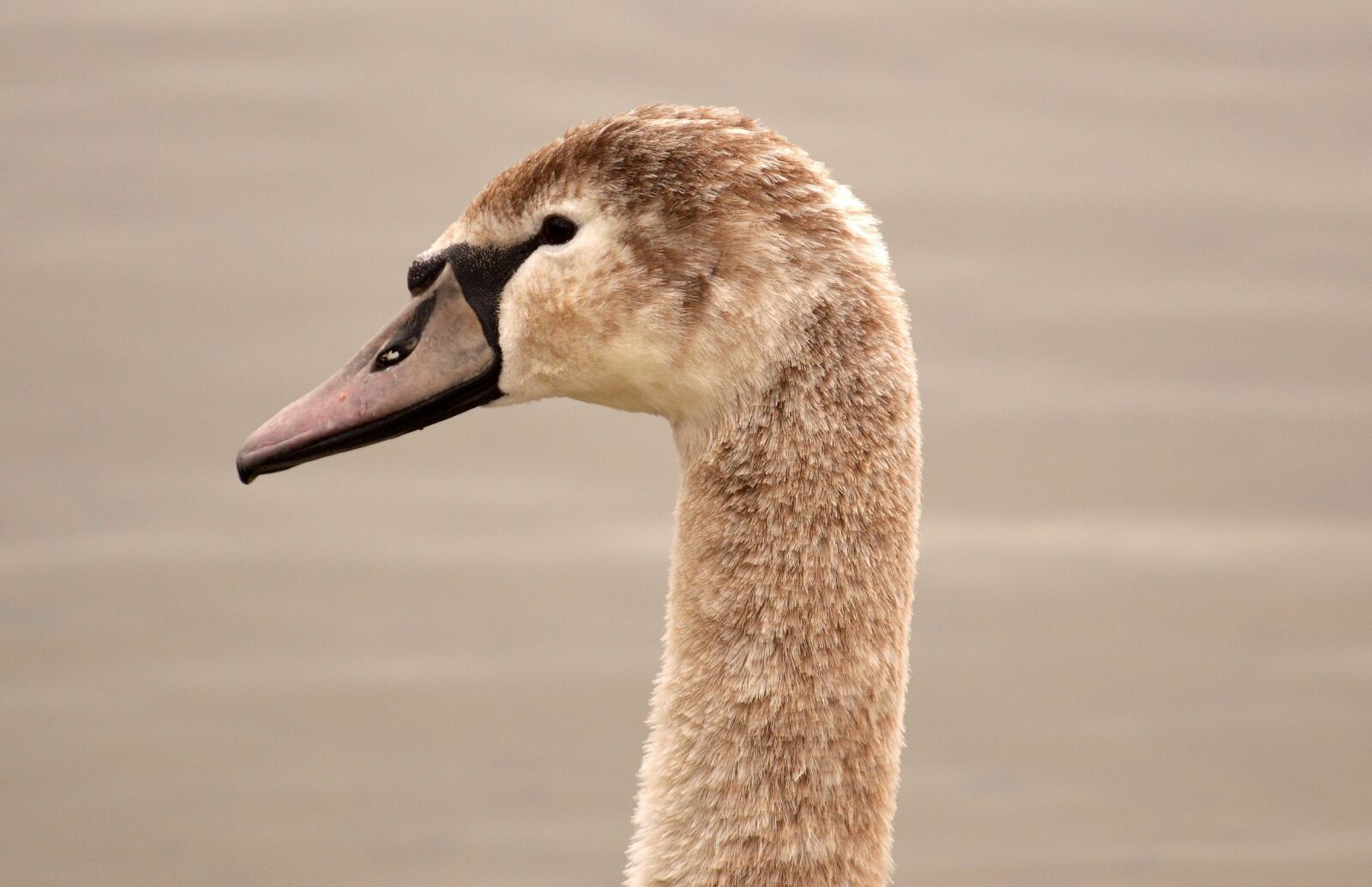 Nikon D3200 sample photo. Swan, young animal, cygnet photography