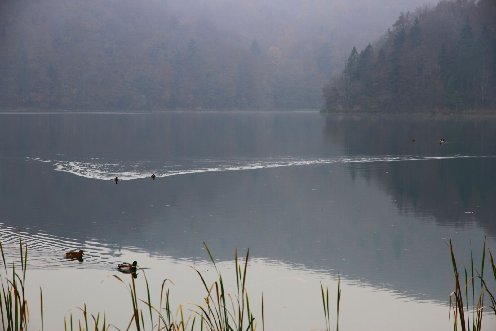 Canon EOS 7D sample photo. Lake, pond, fog photography