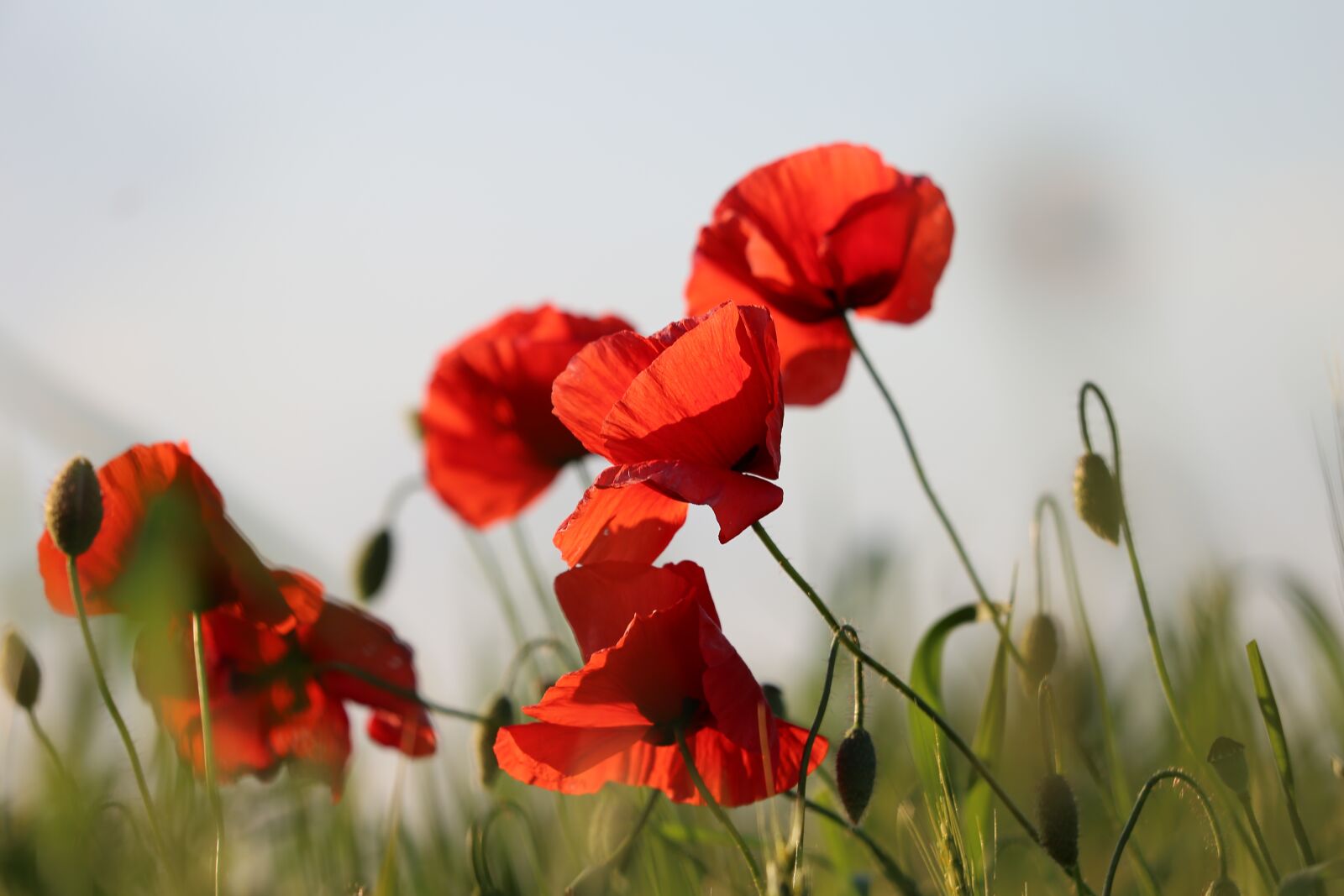 Canon EF 70-300 F4-5.6 IS II USM sample photo. Red poppy, evening, bloom photography