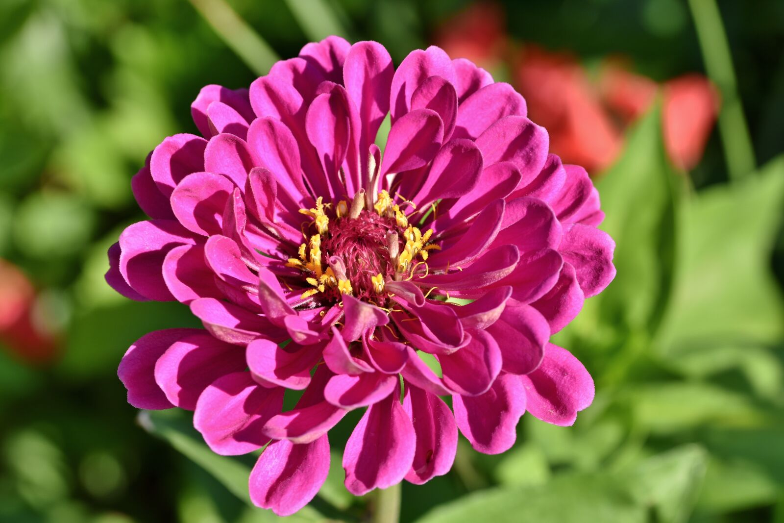 Nikon D7200 sample photo. Zinnia, composites, blossom photography