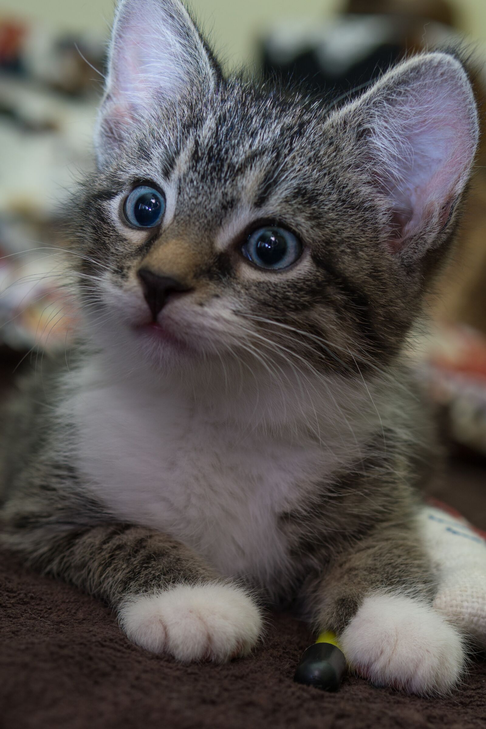 30mm F1.4 DC DN | Contemporary 016 sample photo. Cat, small, mackerel photography