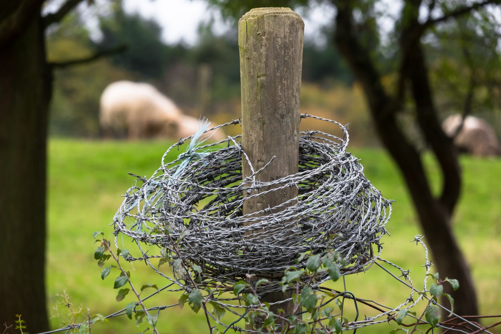 Canon PowerShot G3 X sample photo. Barbed wire, pasture fence photography