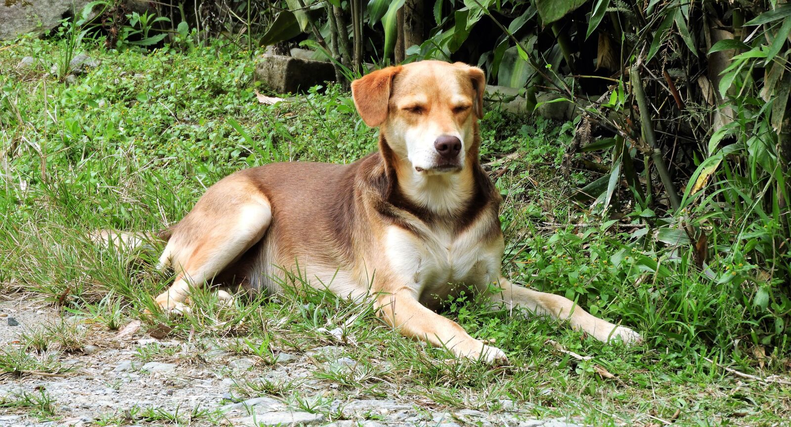 Nikon Coolpix B700 sample photo. Dog domestic, animal, canine photography