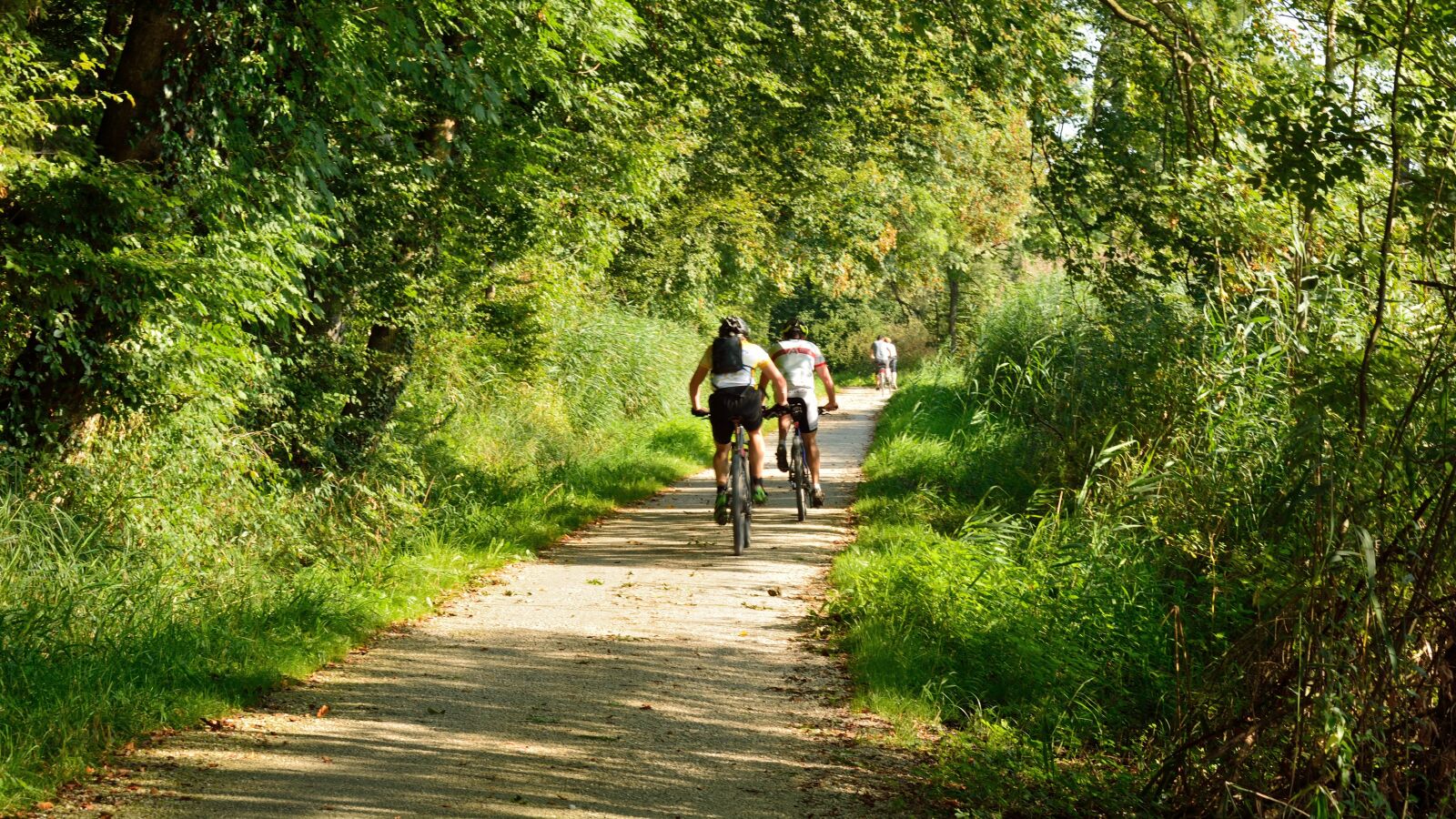 Nikon D7100 sample photo. Cycling, cyclists, forest photography