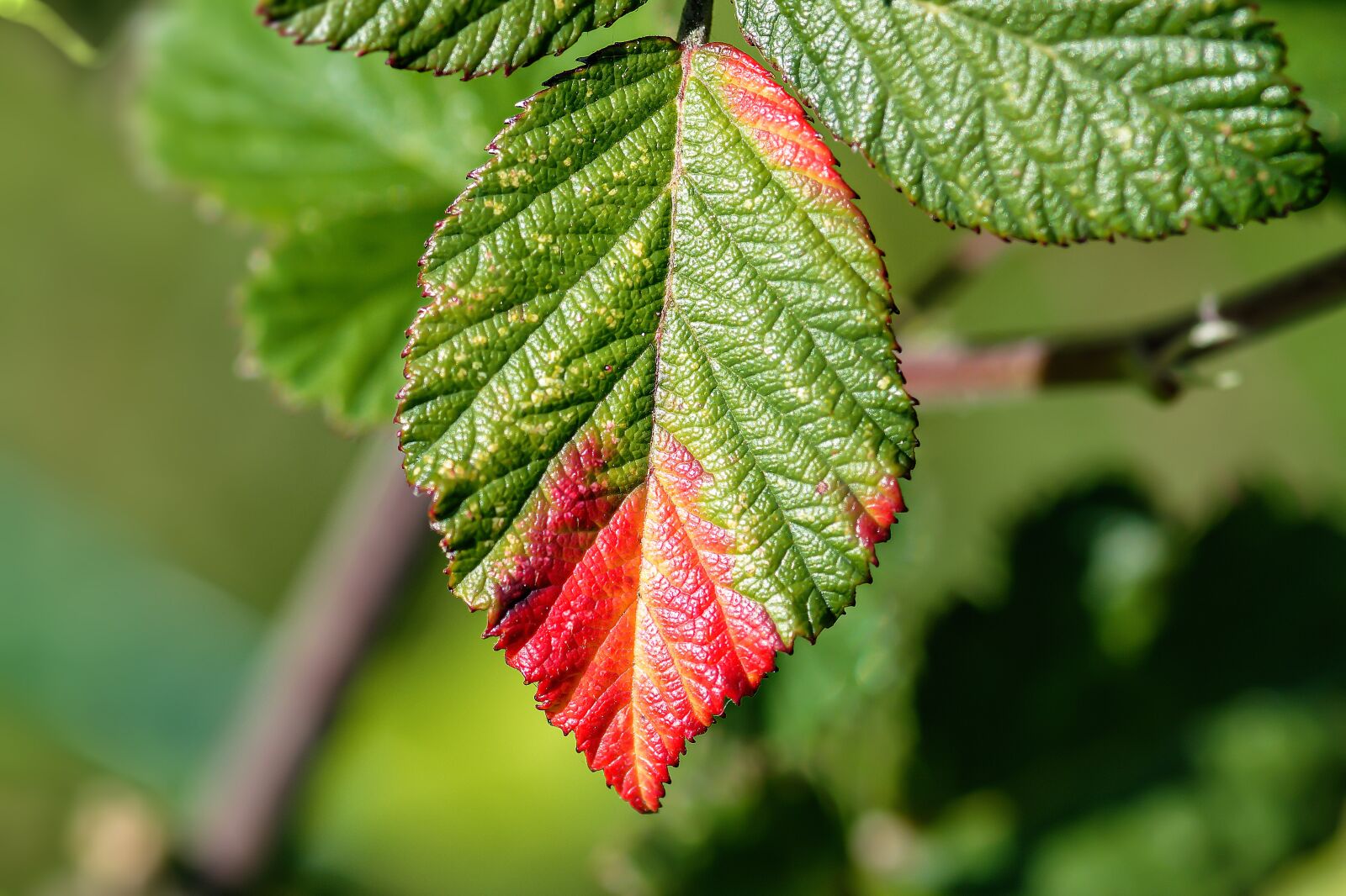 Nikon D7200 sample photo. Leaves, leaf, colorful photography