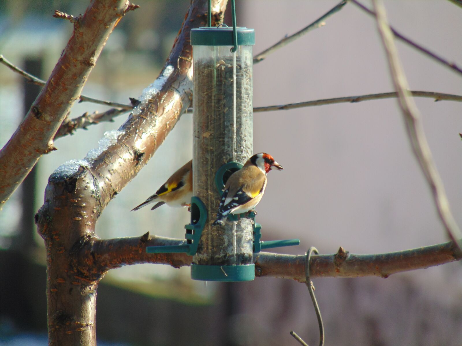 Sony Cyber-shot DSC-H300 sample photo. European goldfinch, winter, sunflower photography