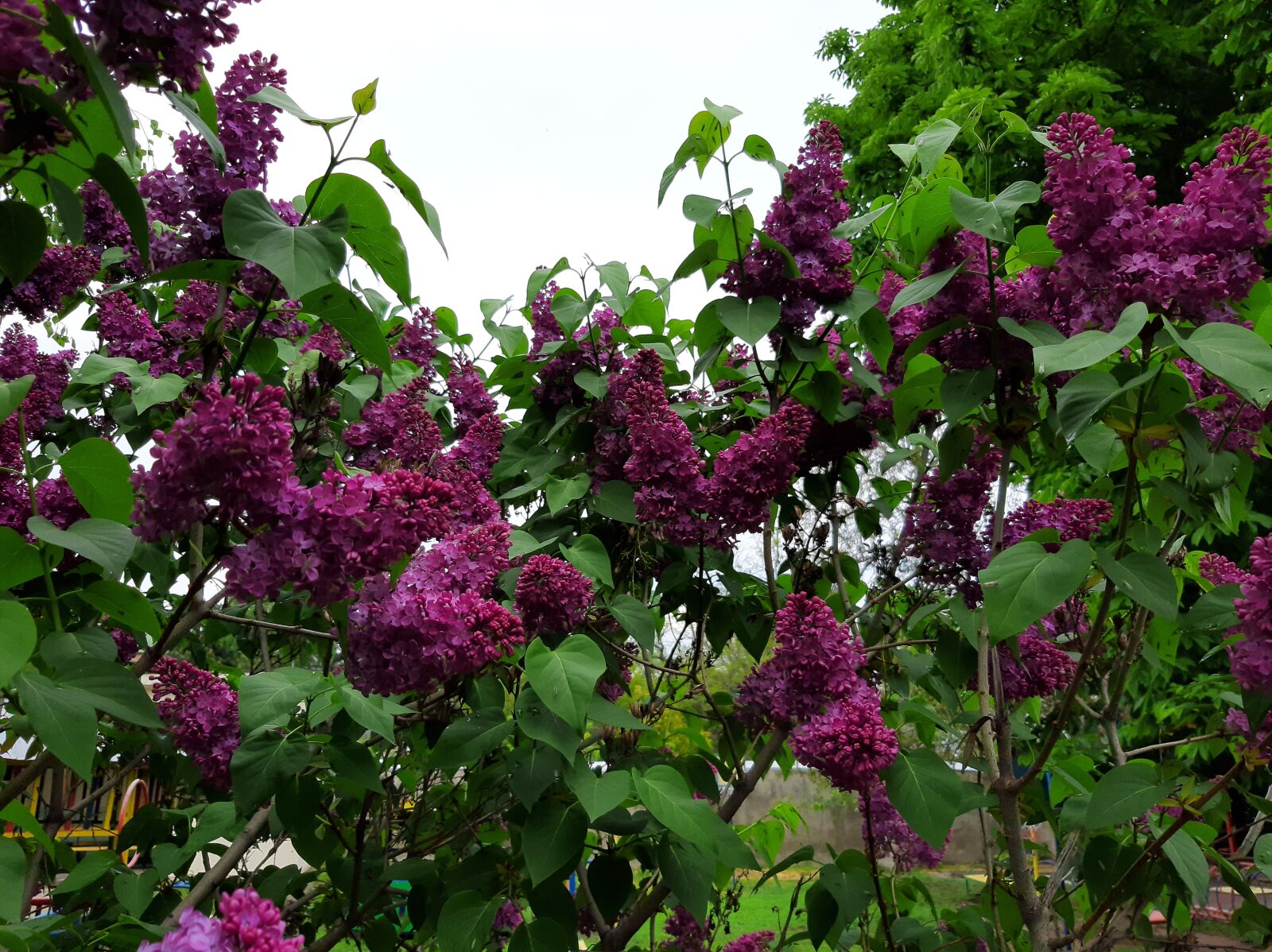 Samsung Galaxy A50 sample photo. Lilac, spring, flowers bush photography