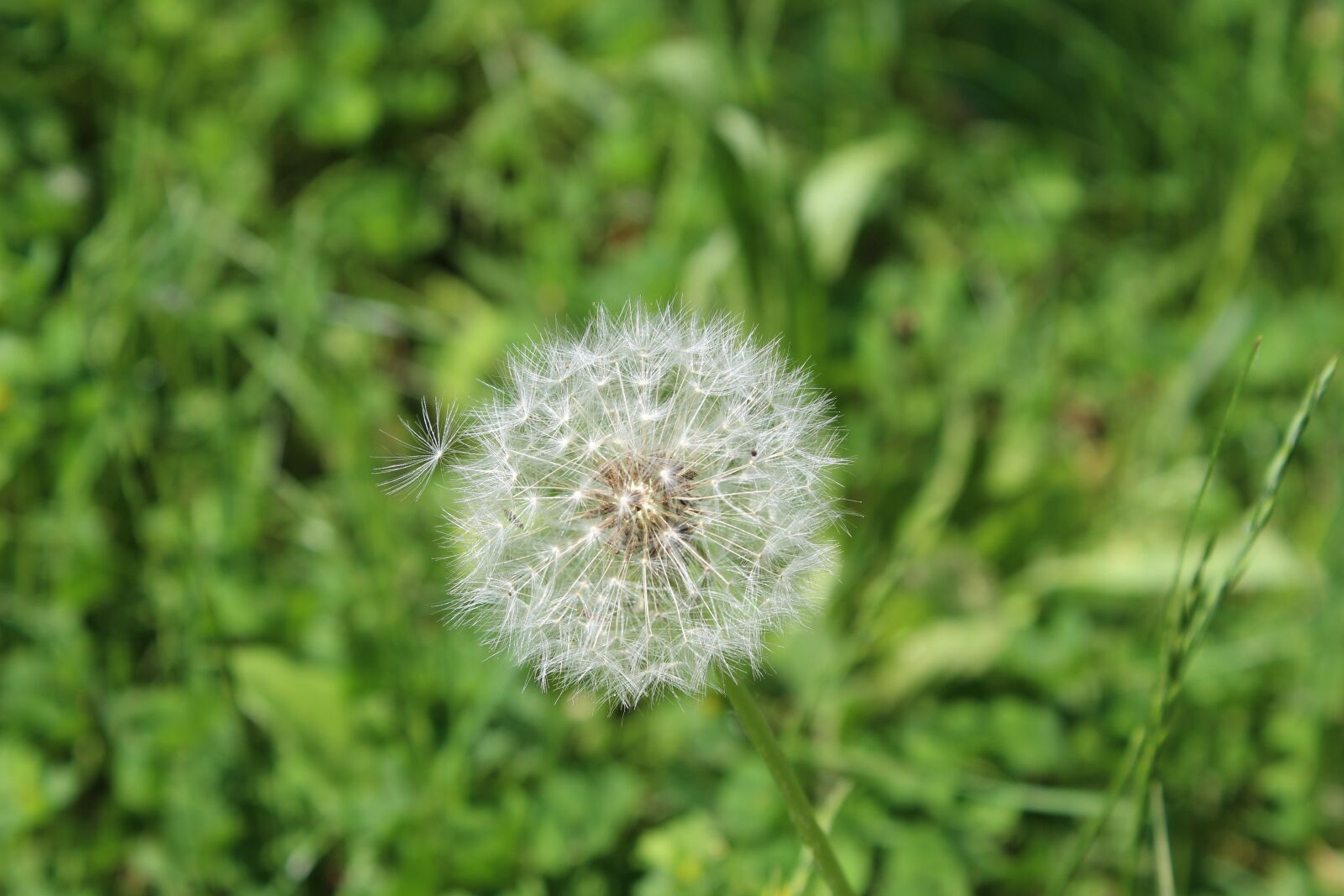 Canon EOS 1300D (EOS Rebel T6 / EOS Kiss X80) sample photo. Flower, dandelion, isolated photography