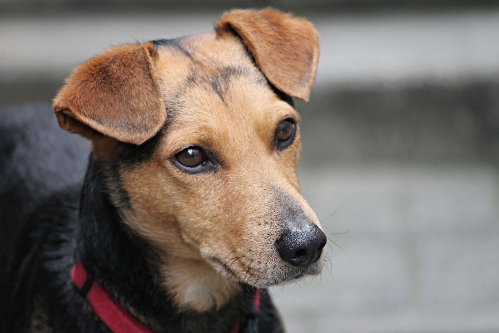 Canon EOS 1100D (EOS Rebel T3 / EOS Kiss X50) sample photo. Dog, friend, hybrid photography
