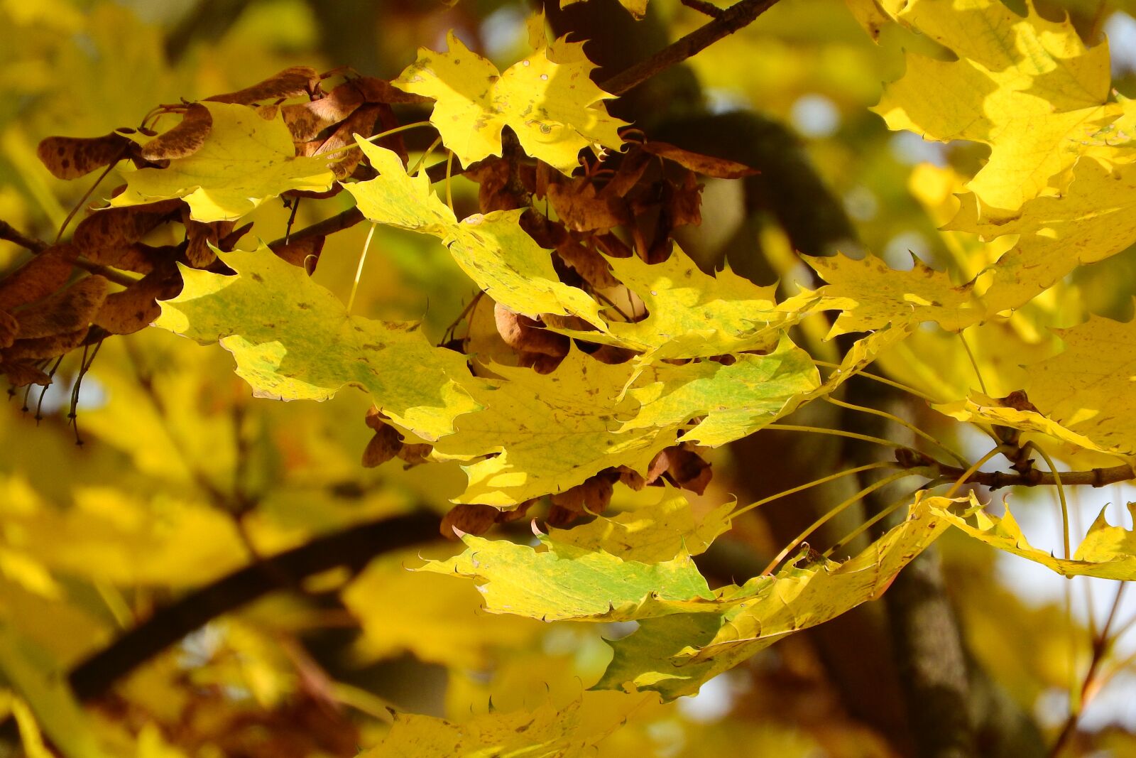 Nikon Coolpix P610 sample photo. Norway maple, maple leaves photography