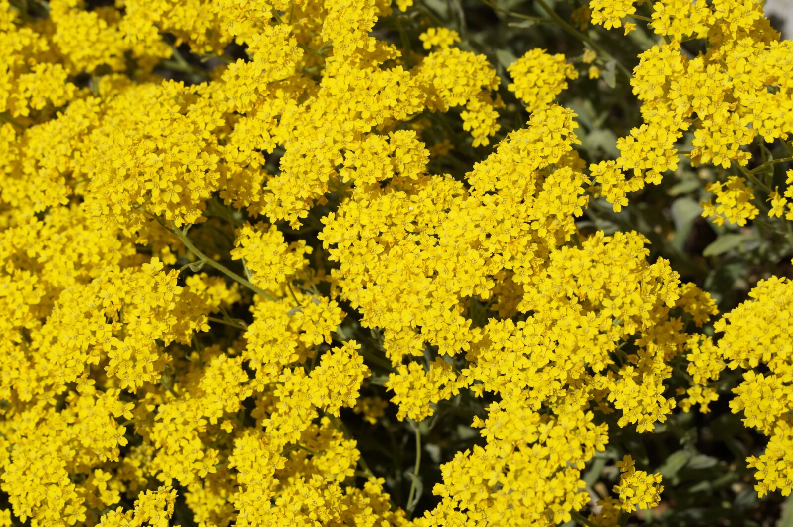 Tamron SP AF 60mm F2 Di II LD IF Macro sample photo. Flowers, lush, yellow photography