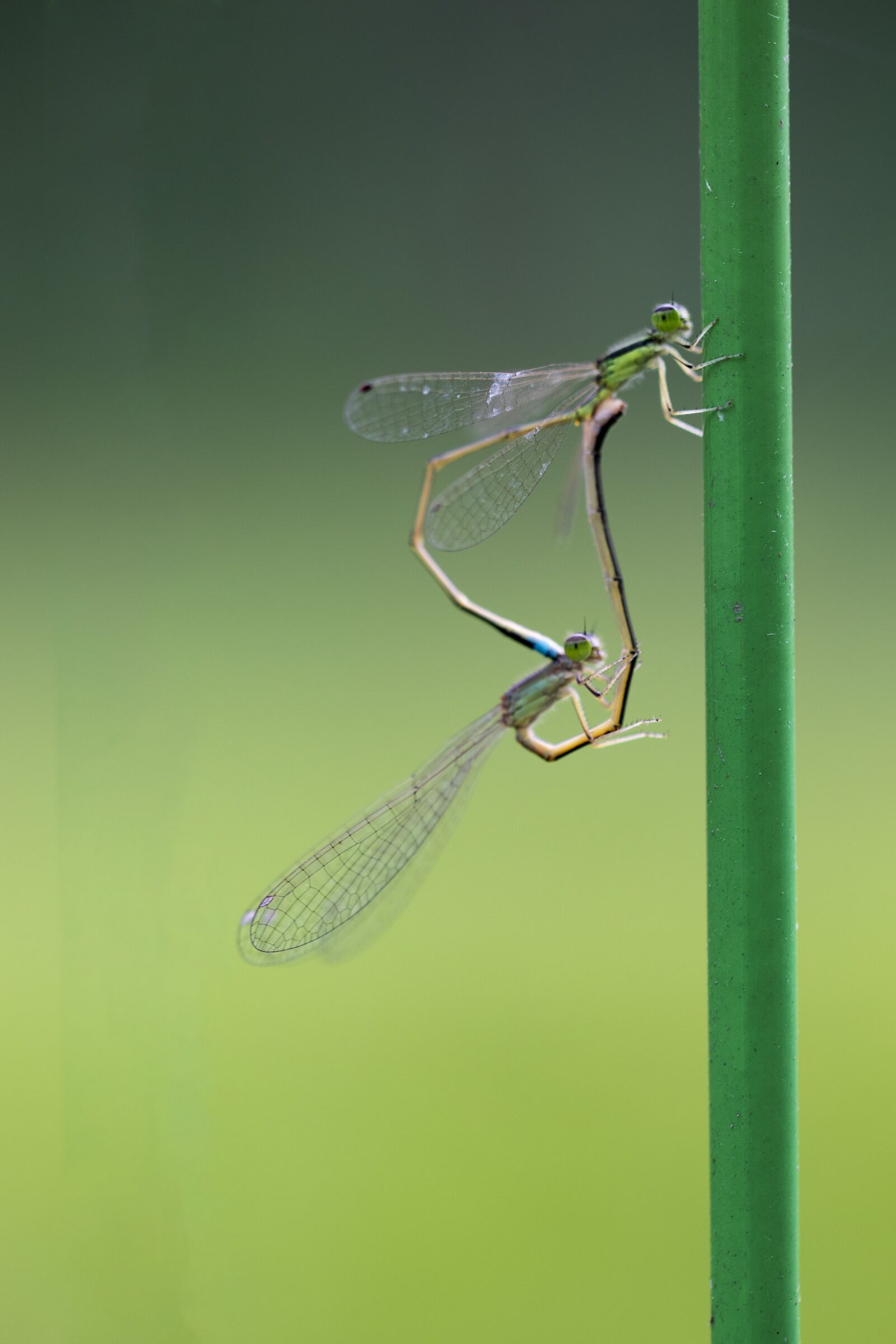 Canon EF 100mm F2.8L Macro IS USM sample photo. Dragonfly, love, butterfly photography