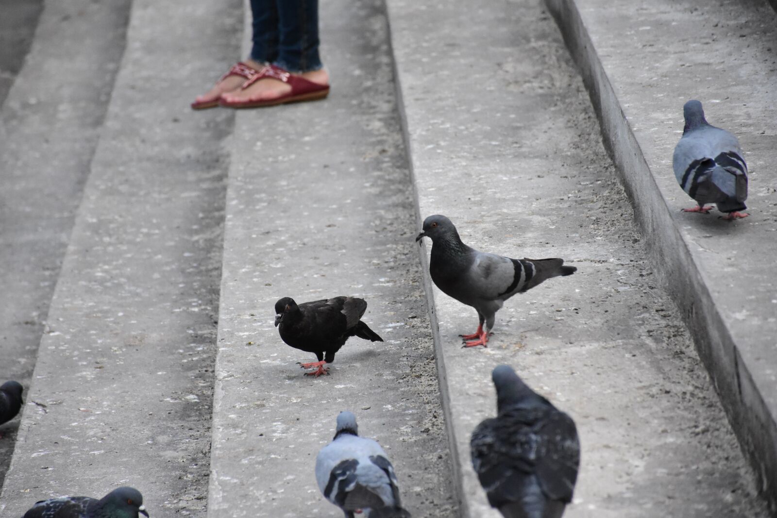 Nikon D7200 sample photo. Birds, dove, pigeon photography