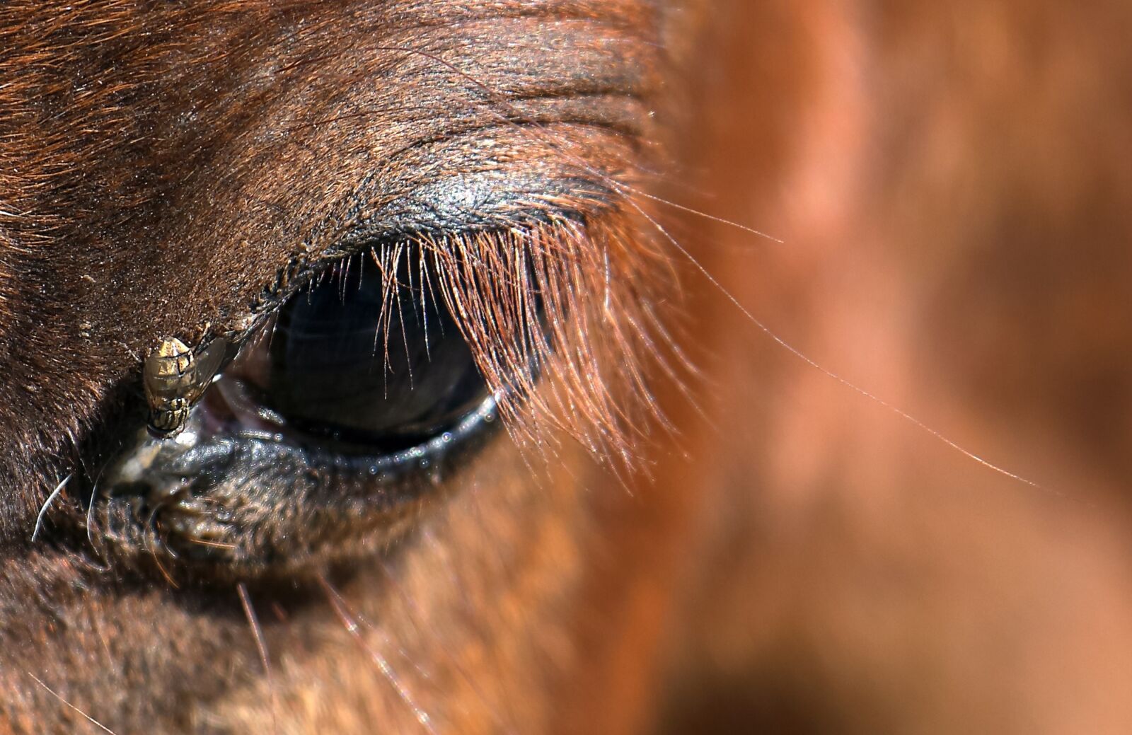 Canon EF-S 17-85mm F4-5.6 IS USM sample photo. Horse, ponies, small-horse photography