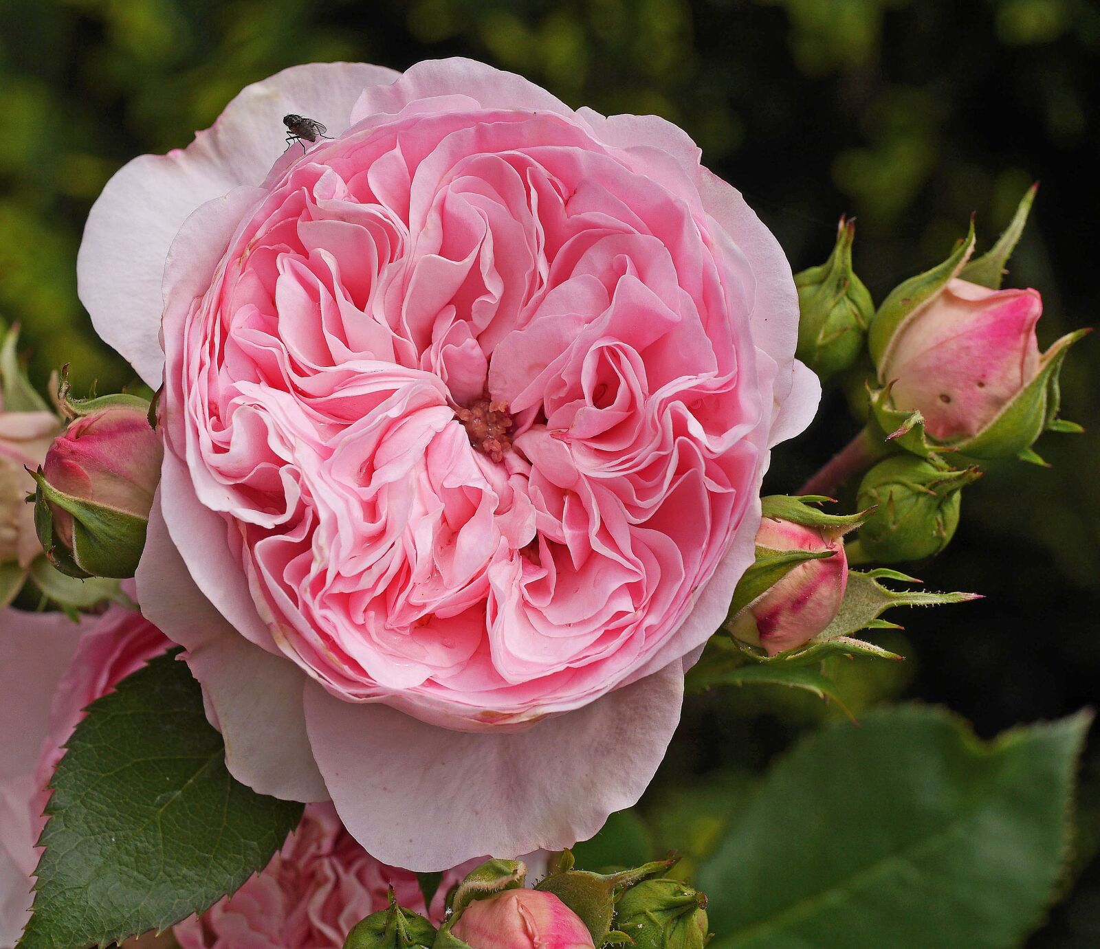 Panasonic Lumix DMC-GH3 sample photo. Shrub rose, blossom, bloom photography