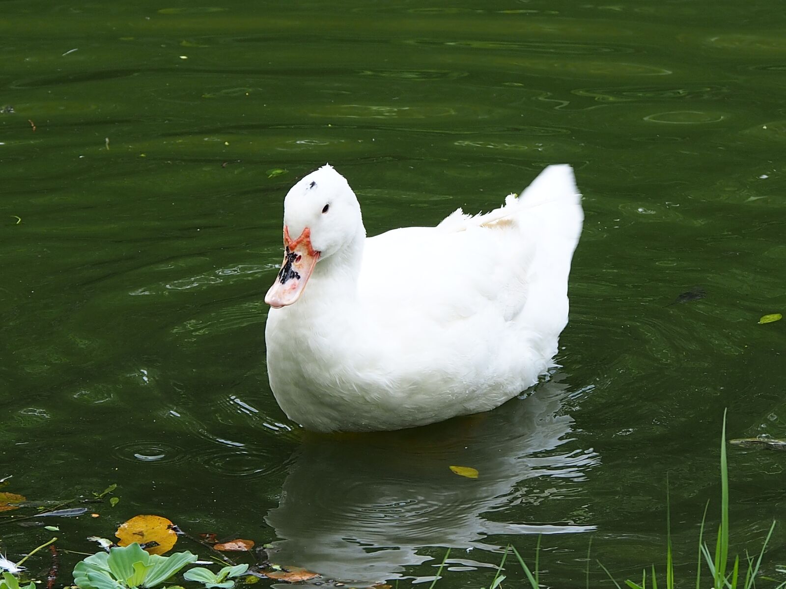 Olympus OM-D E-M5 sample photo. Beijing duck, daan park photography