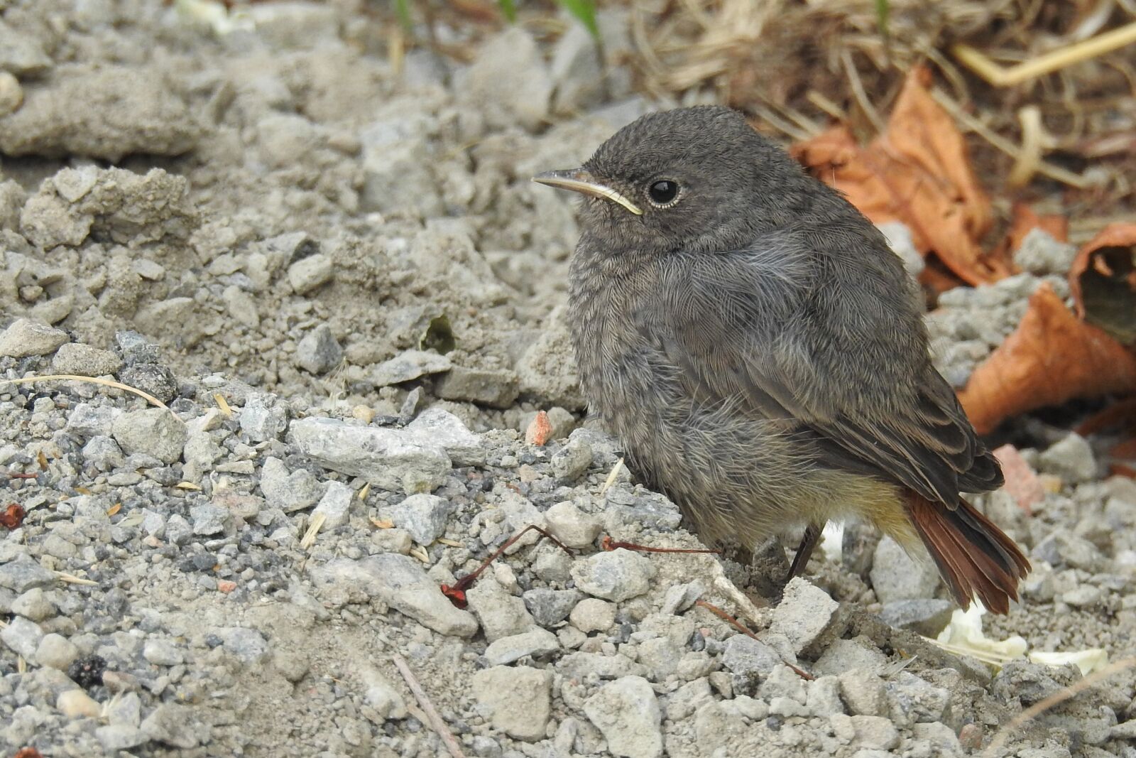 Nikon Coolpix P900 sample photo. Rotschwaenzchen, bird, young bird photography