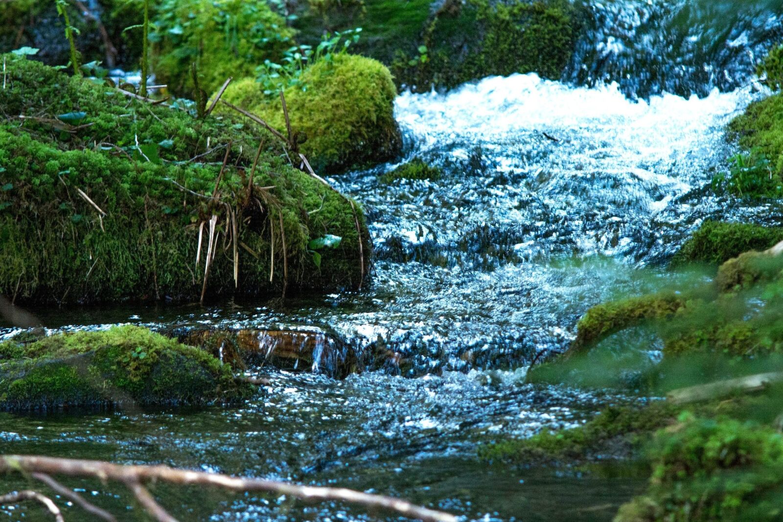 Nikon D5200 sample photo. Moss, water, nature, river photography