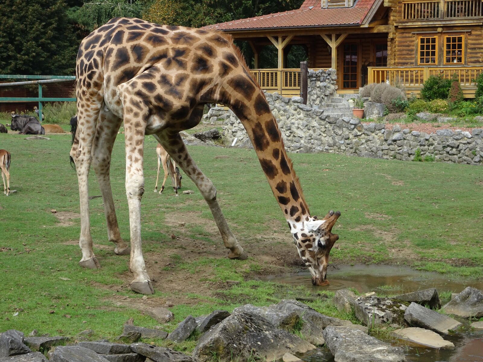 Sony DSC-HX90 sample photo. Giraffe, nature, animal photography