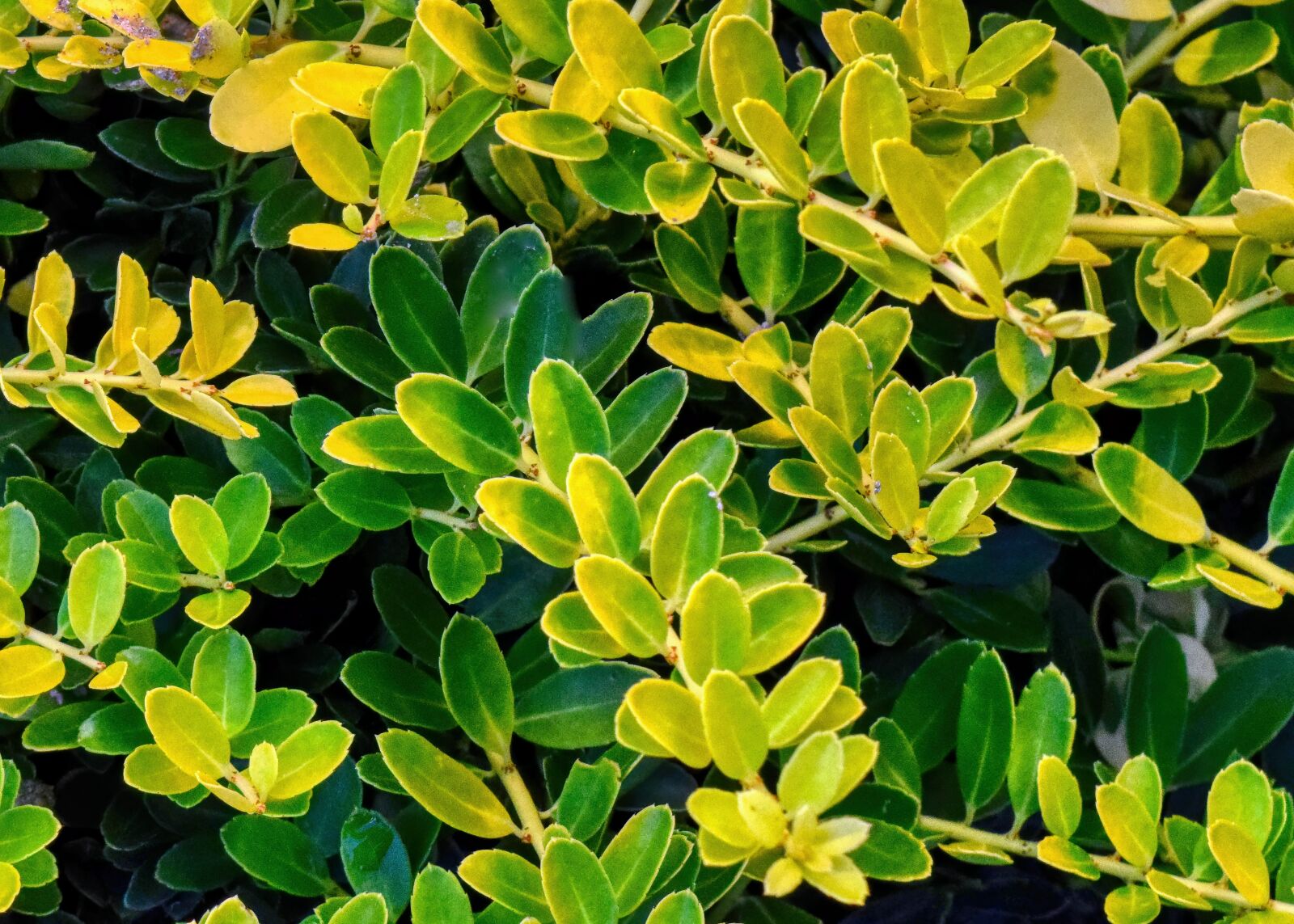 Nikon D3300 sample photo. Bush, plant, leaves photography