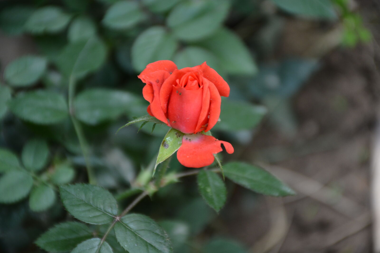 Nikon D7100 sample photo. Close, up, of, red photography