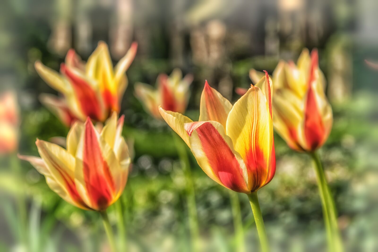 Nikon D3300 sample photo. Flower, tulip, spring photography