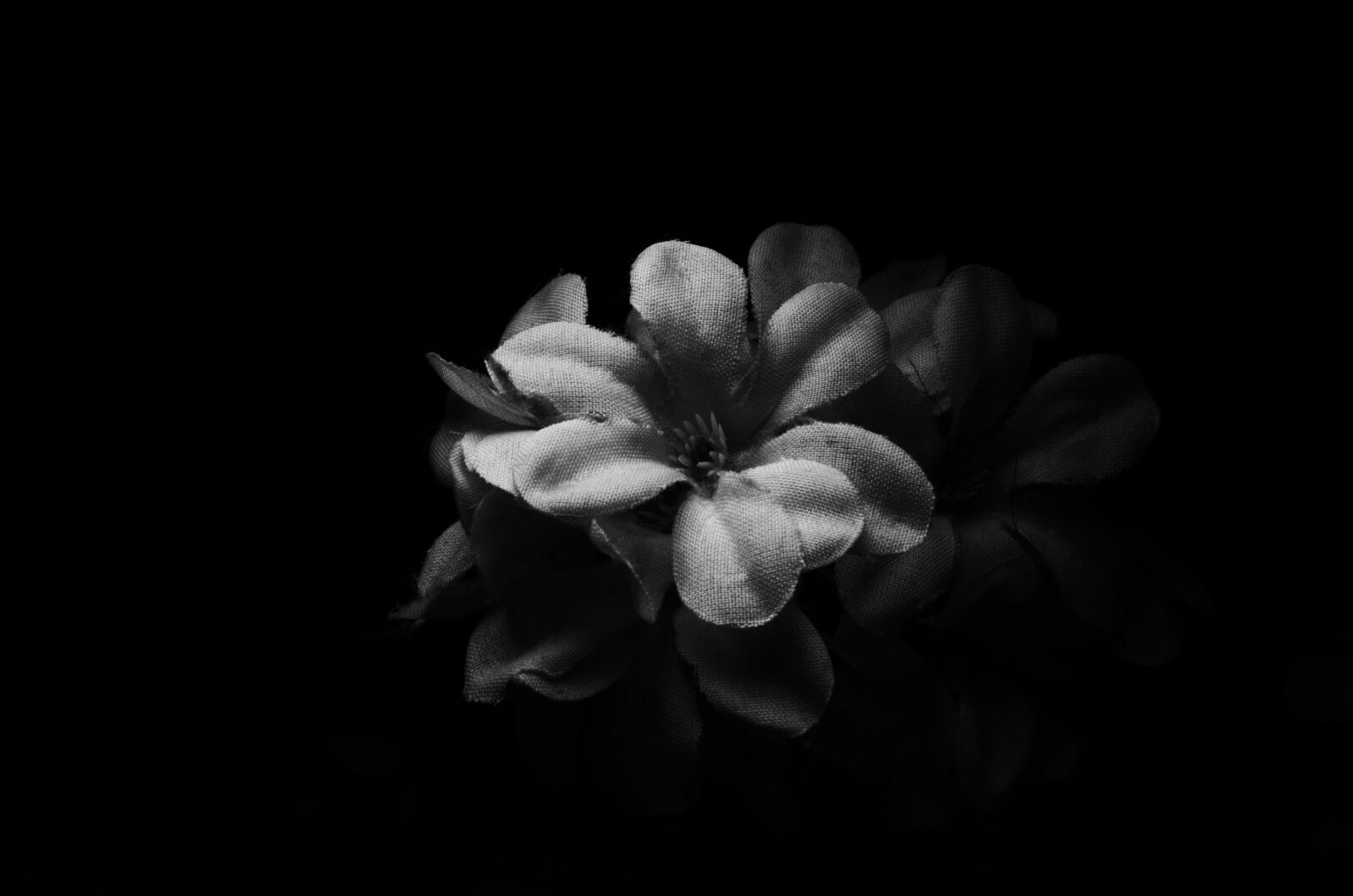 Nikon D5100 sample photo. Flower, nature, monochrome photography