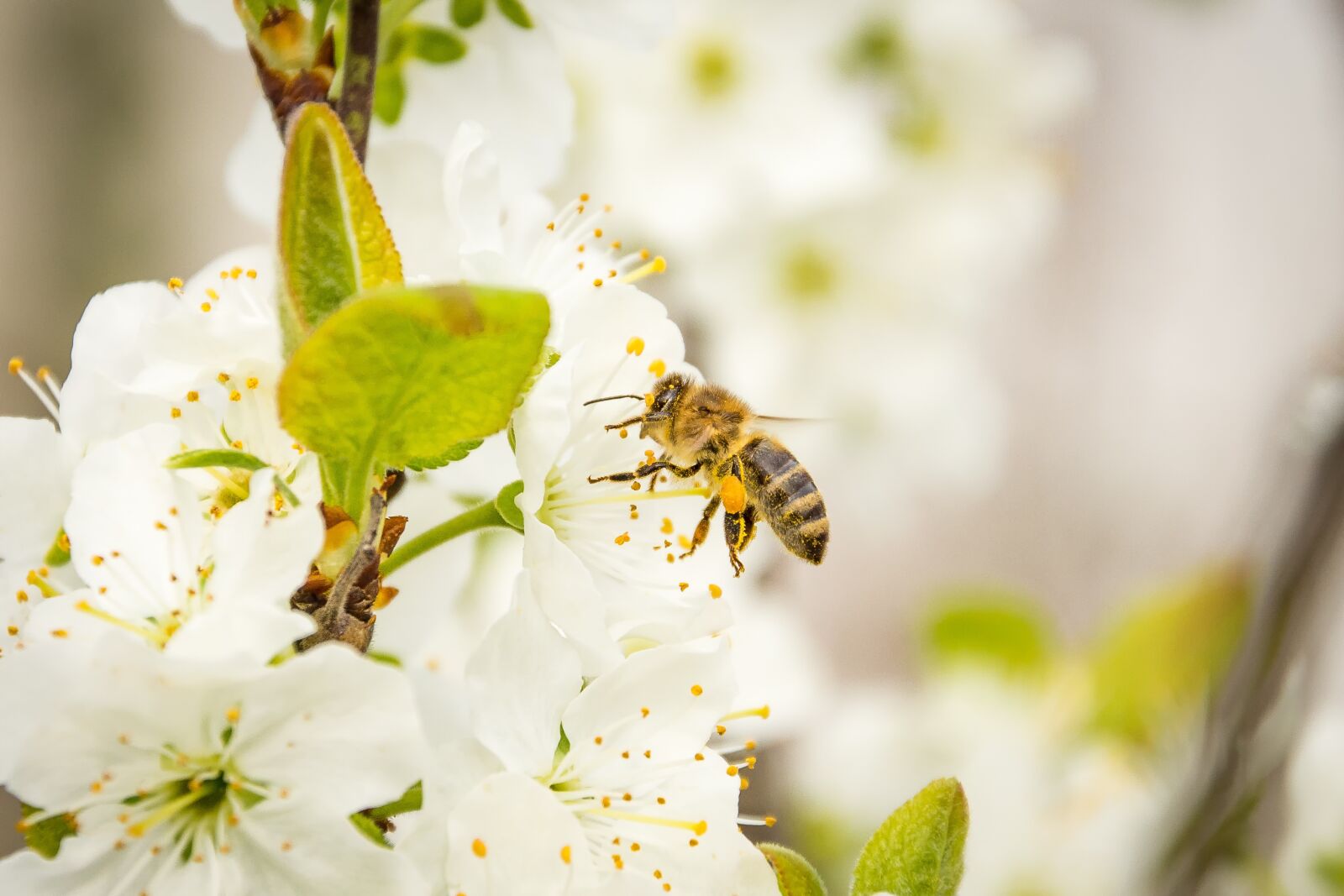 Nikon D7200 sample photo. Bee, honey bee, blossom photography
