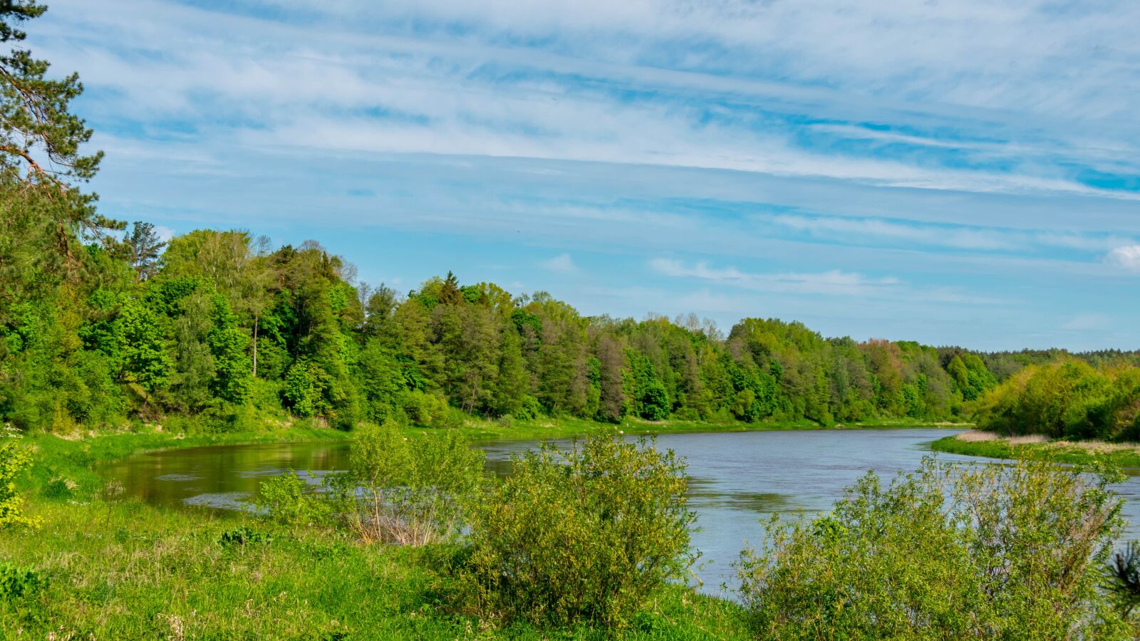 Nikon D5600 sample photo. River, trees, plants photography