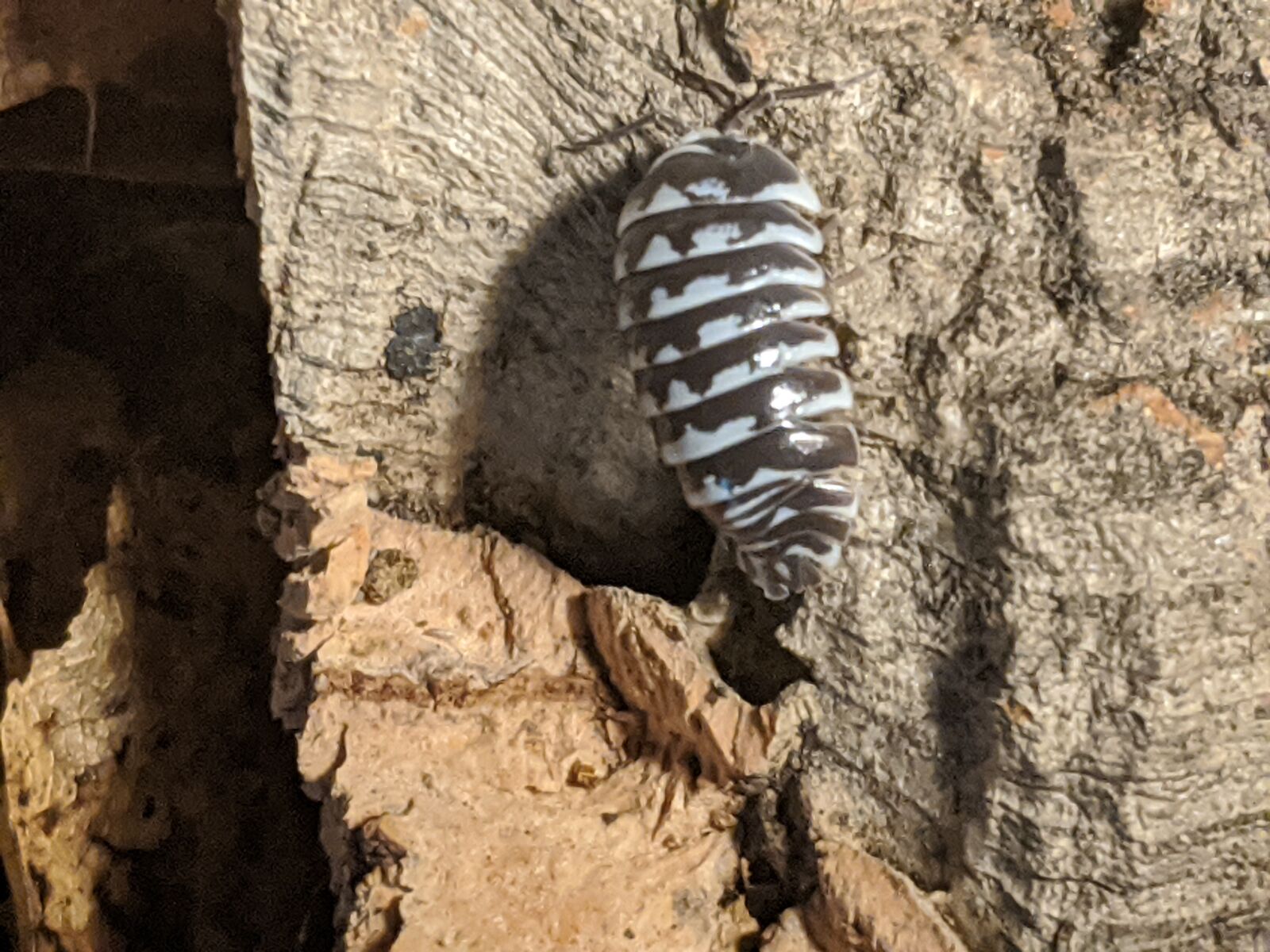 Google Pixel 2 XL sample photo. Isopods, armadillidium maculatum, zebra photography