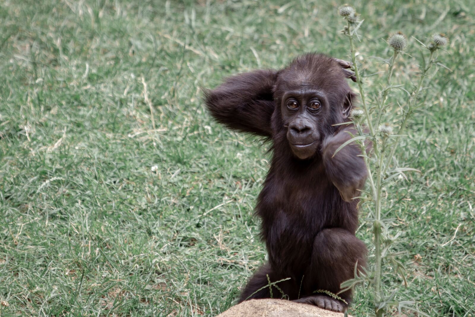 Canon EF 70-300 F4-5.6 IS II USM sample photo. Gorilla, ape, gorilla mother photography