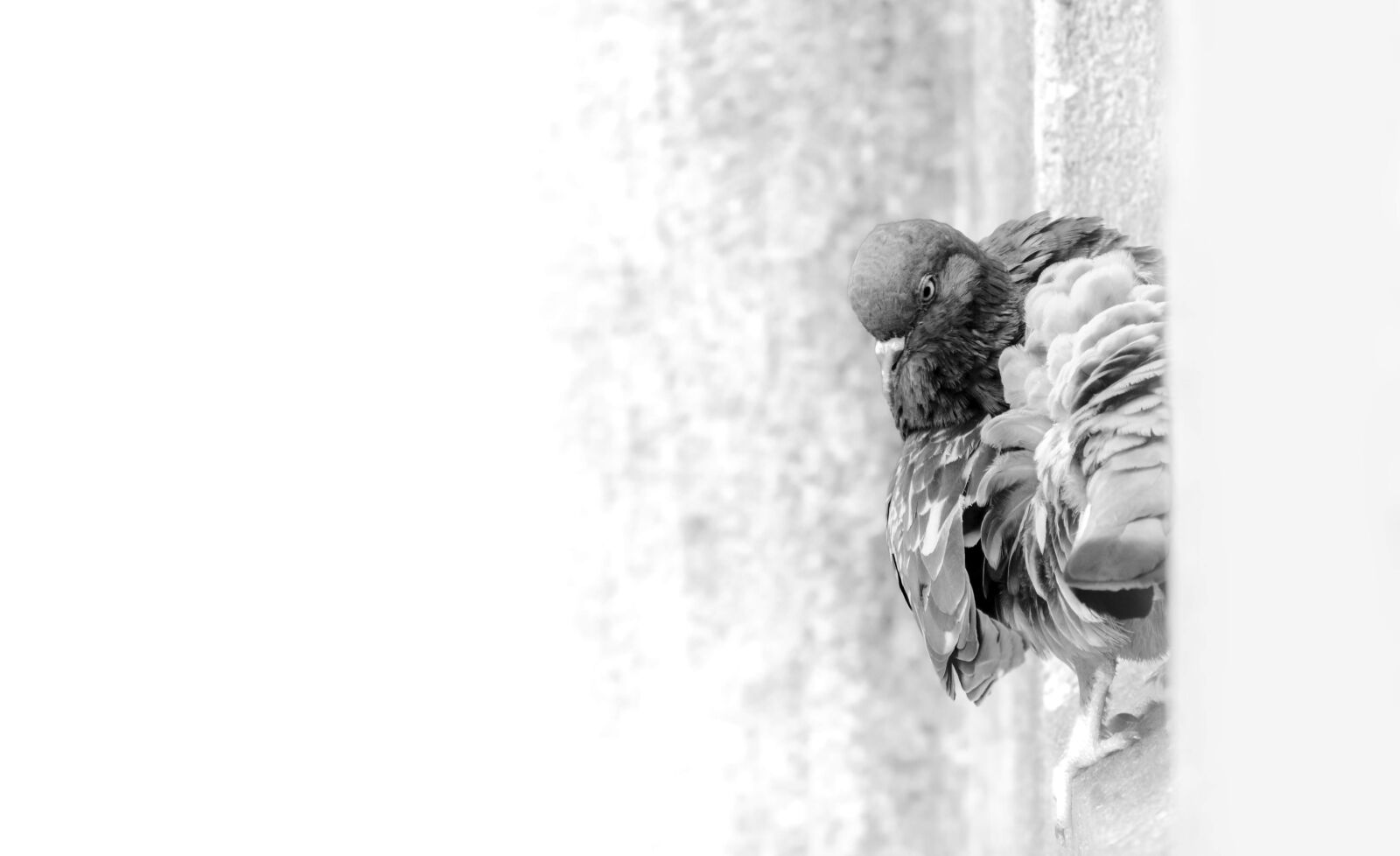 Nikon D3400 sample photo. Feather, bird, wing photography
