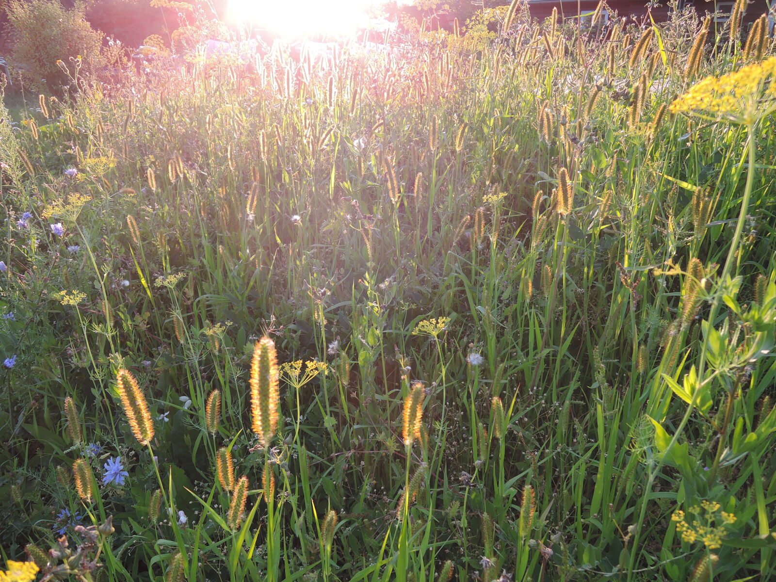 Nikon Coolpix P330 sample photo. Grass, meadow, sunny, sunny photography