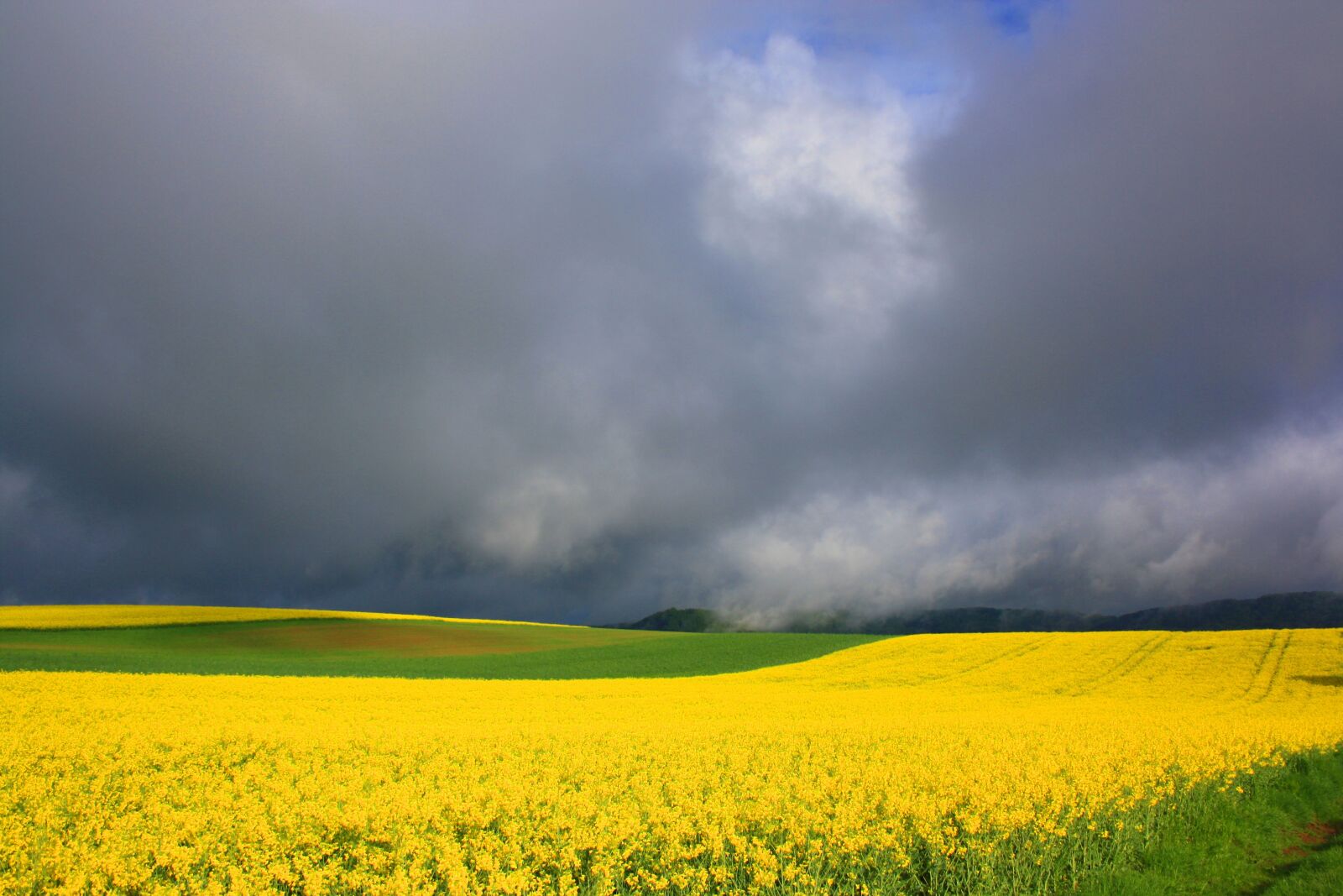 Canon EOS 1000D (EOS Digital Rebel XS / EOS Kiss F) sample photo. Spring, field of rapeseeds photography