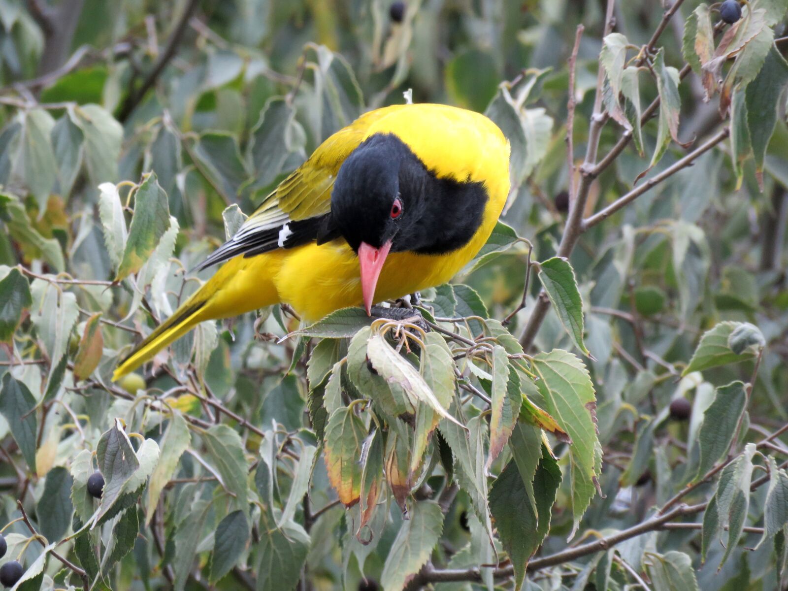 Canon PowerShot SX60 HS sample photo. Bird, oriole, golden oriole photography