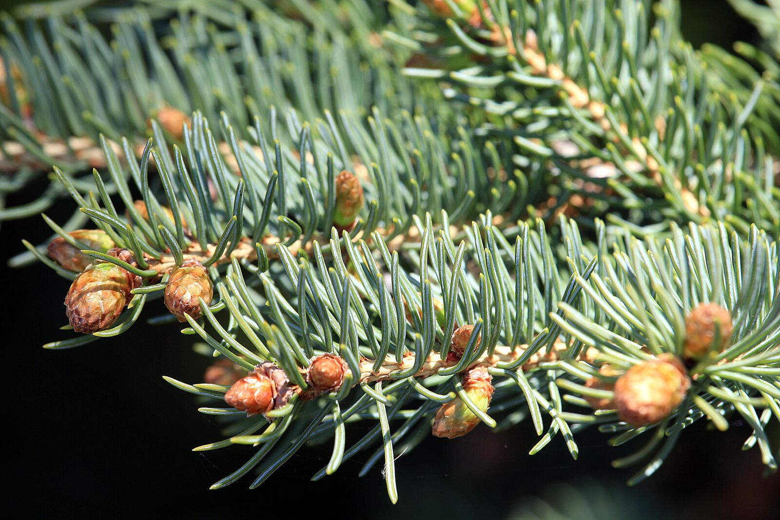Canon EF-S 55-250mm F4-5.6 IS STM sample photo. Fir tree, plant, nature photography