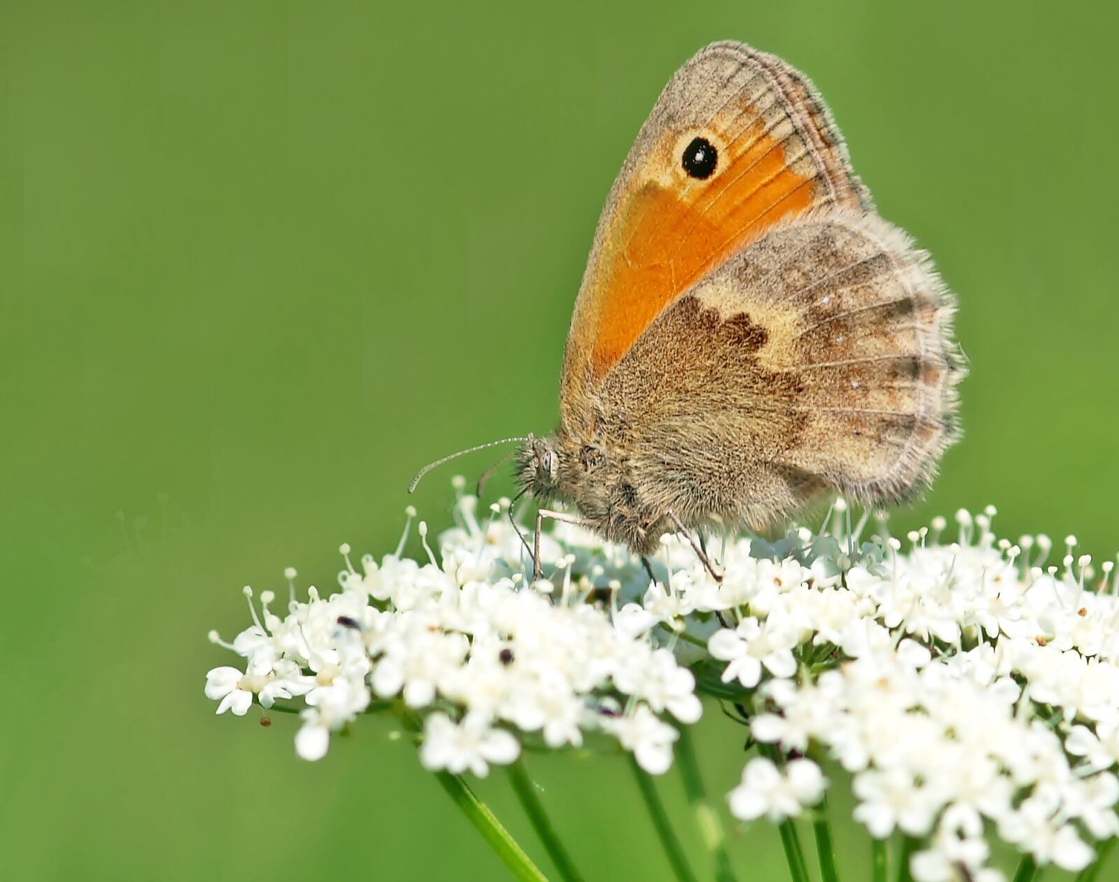 Olympus E-450 (EVOLT E-450) sample photo. Little meadow birds, coenonympha photography
