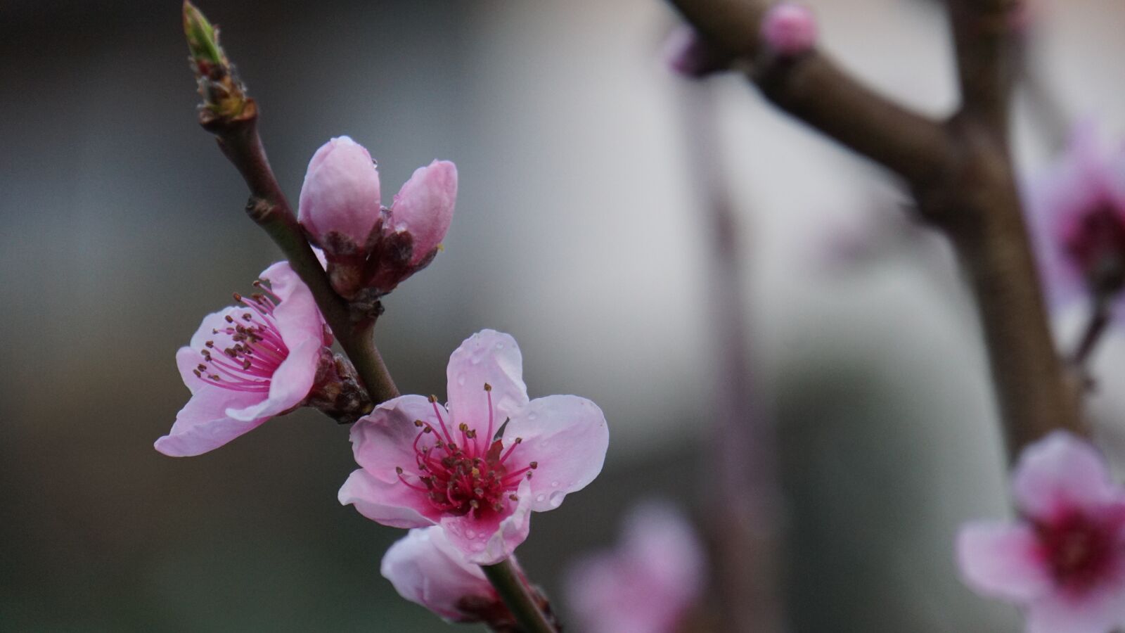 Sony E 18-200mm F3.5-6.3 OSS LE sample photo. Flowers, peach blossom, pink photography