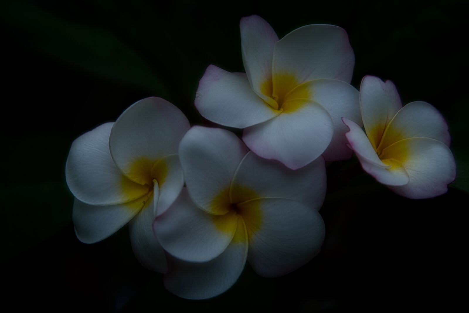 Sony a6400 sample photo. Flowers, frangipani, dark photography