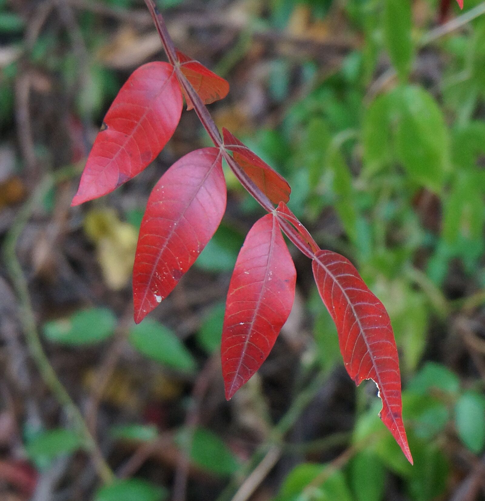 Sony Alpha NEX-5T sample photo. Red leaves, sumac, fall photography