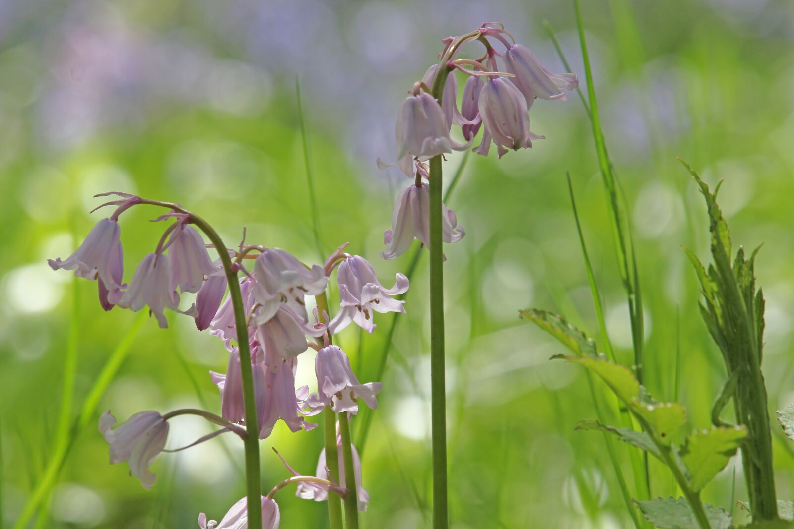 Canon EF-S 55-250mm F4-5.6 IS STM sample photo. Bellflower, flower meadow, spring photography