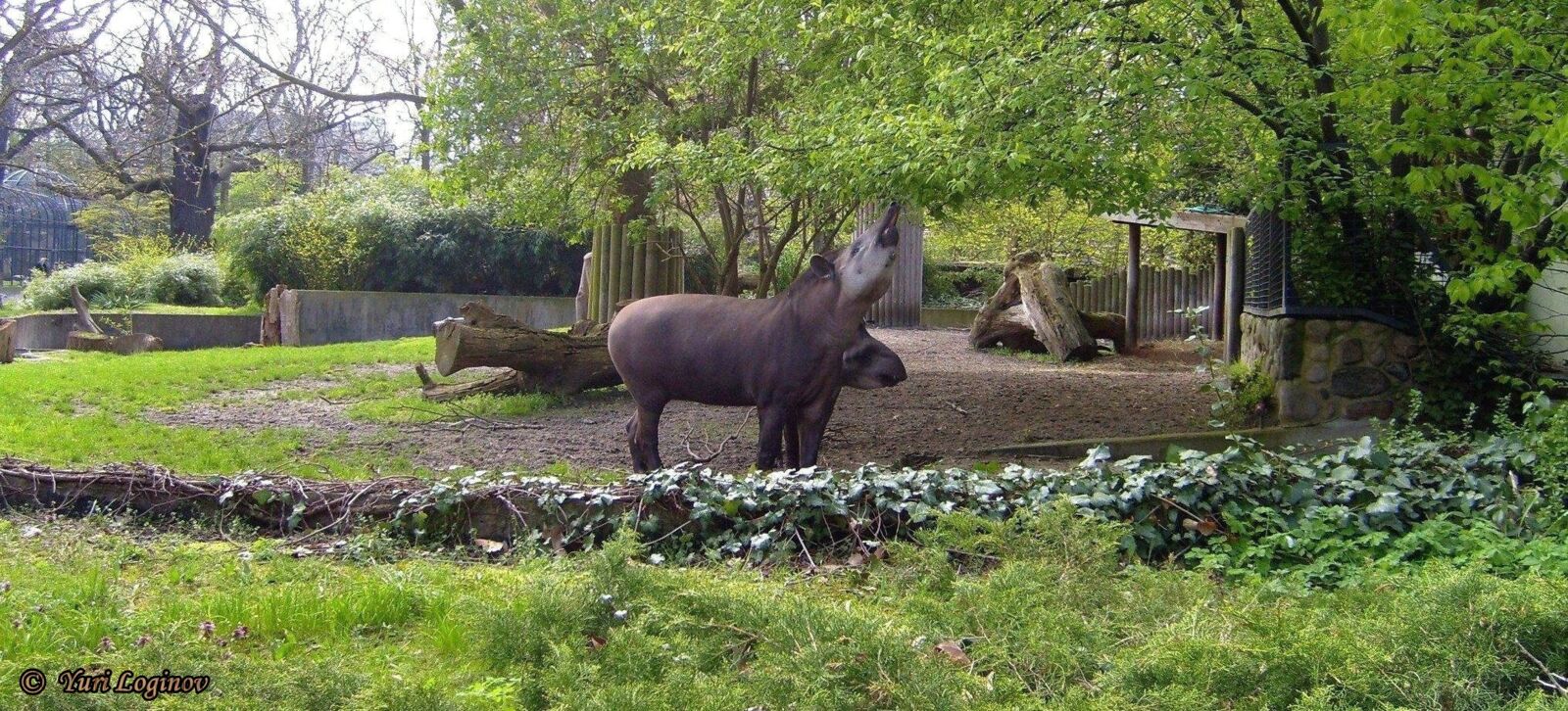 Samsung Digimax S700 / Kenox S700 / Digimax Cyber 730 sample photo. Berlin, deutschland, germany, tiergarten photography