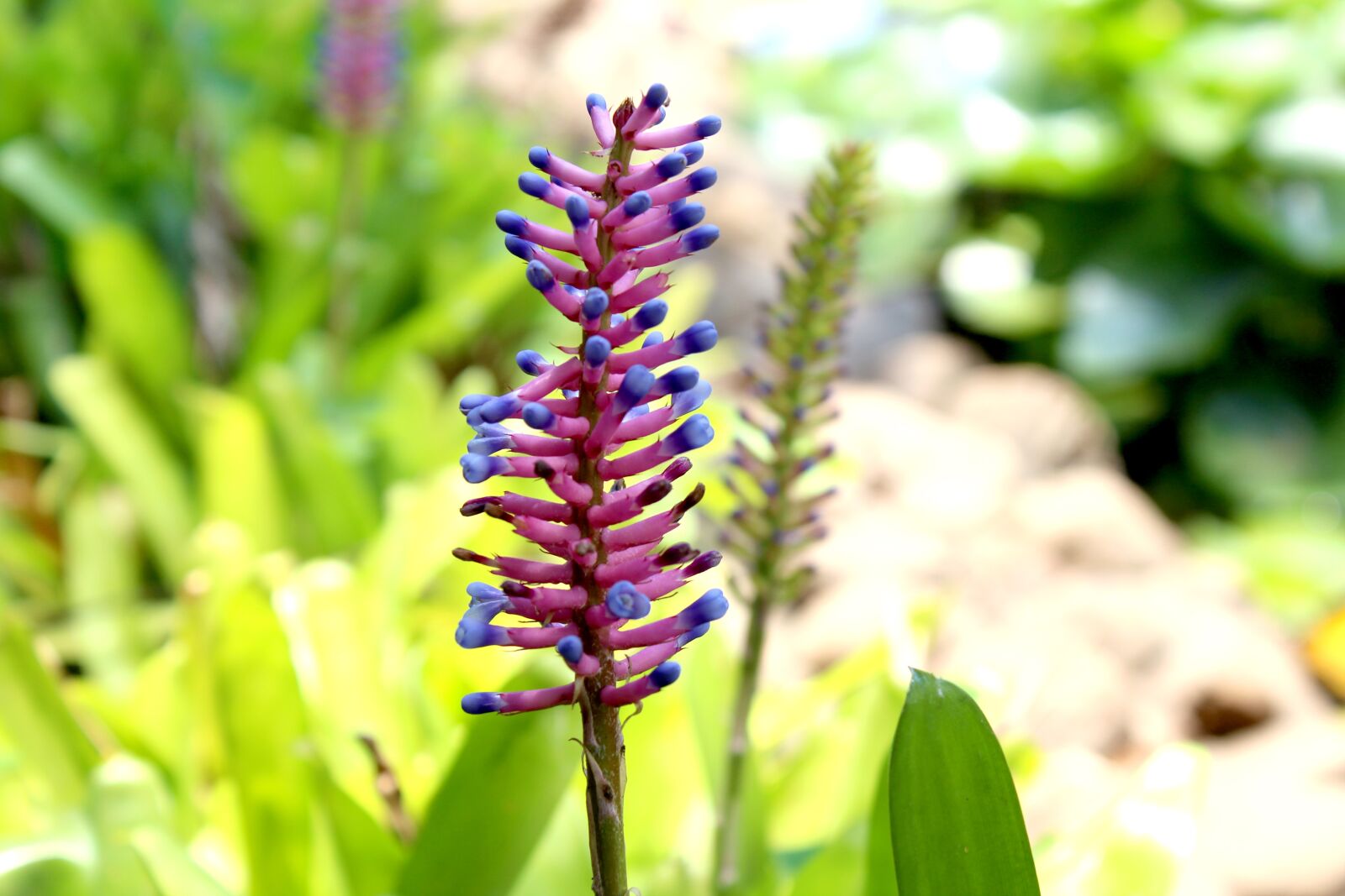 Canon EOS 1200D (EOS Rebel T5 / EOS Kiss X70 / EOS Hi) sample photo. Nature, flower, plants photography